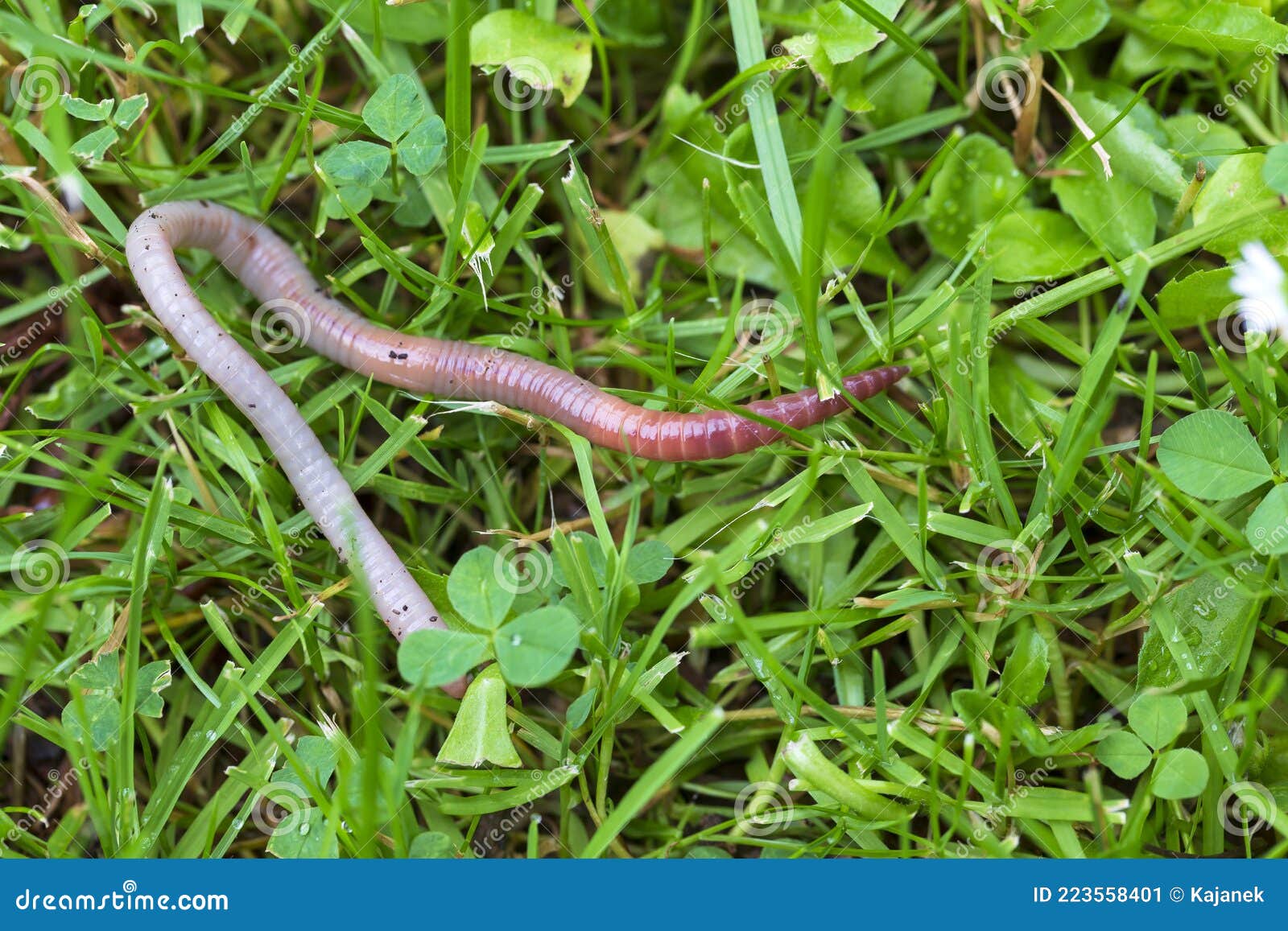 Useful Earthworm in the Nature Stock Image Image of underground