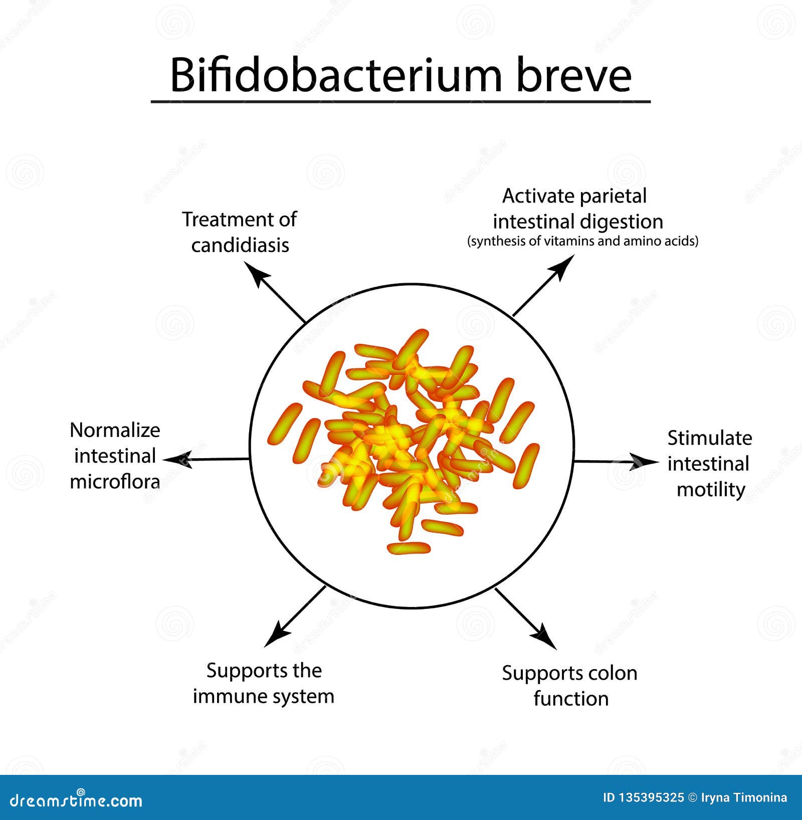 useful properties of bifidobacteria. bifidobacterium breve. probiotic, lactobacillus, bifidobacterium, probiotic
