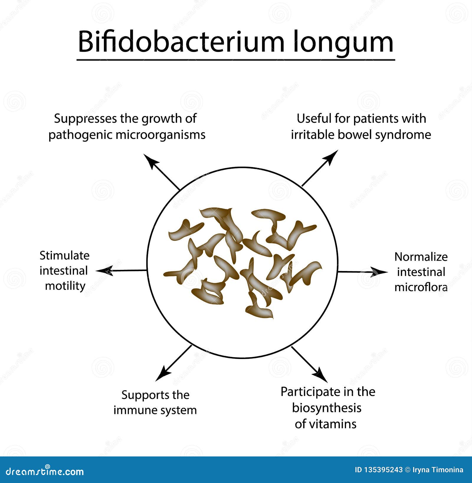useful properties of bifidobacteria. bifidobacterium longum. probiotic, lactobacillus, bifidobacterium, probiotic