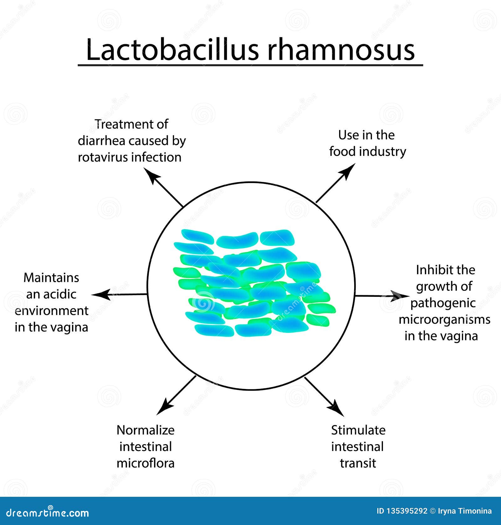 Useful Properties of Lactobacillus. Probiotic. Lactobacillus Rhamnosus.  Infographics Stock Vector - Illustration of cell, biotechnology: 135395292