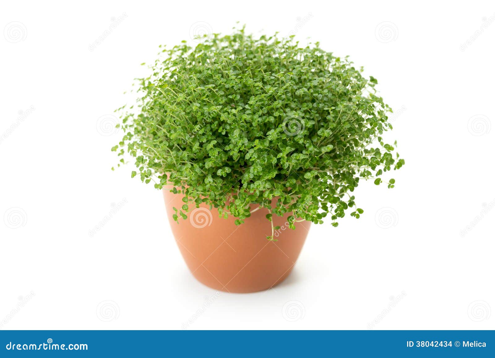 Usine De Larmes De Bebe Photo Stock Image Du Vert Herbe