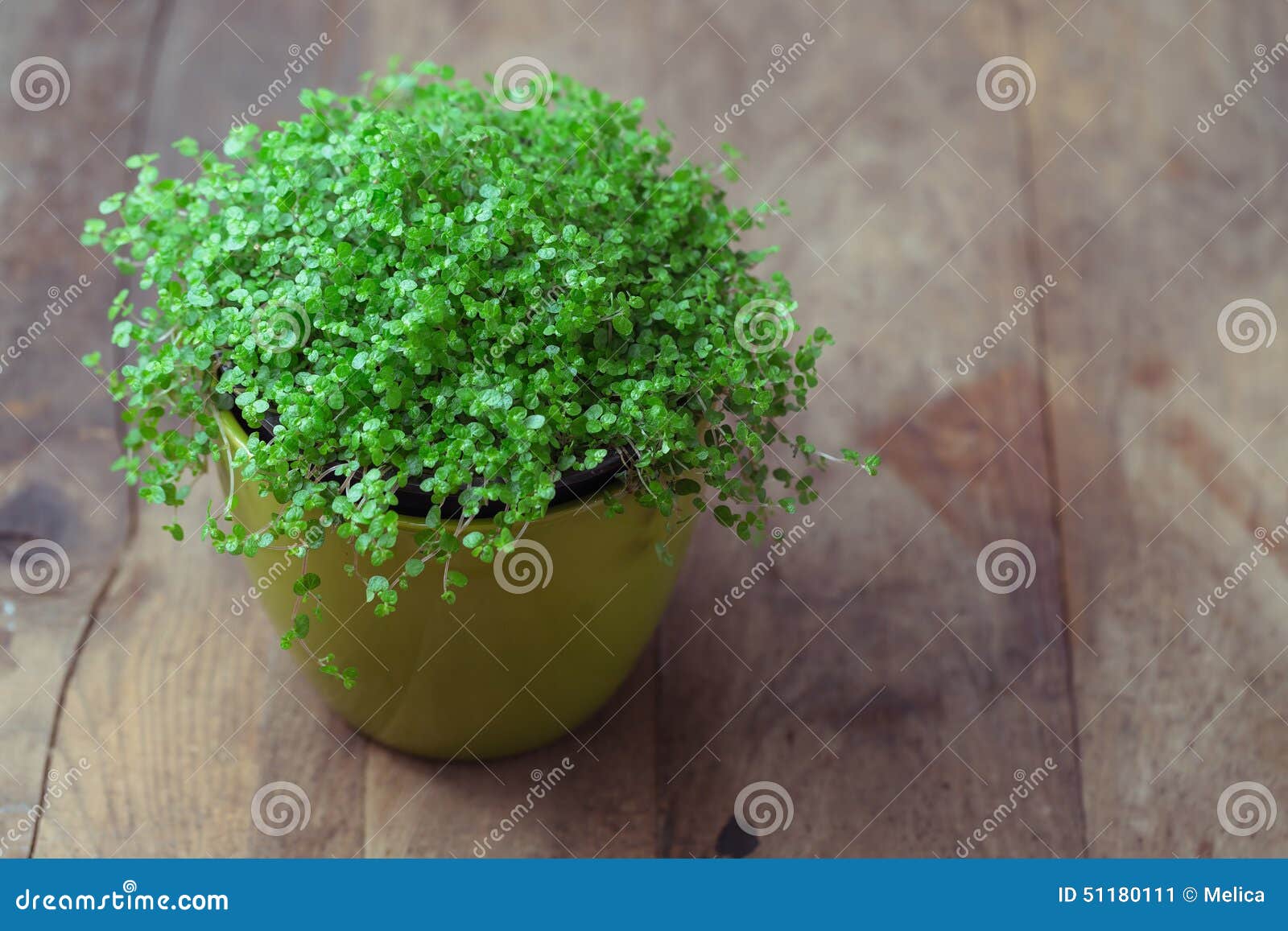 Usine De Larmes De Bebe Image Stock Image Du Ortie Fleur