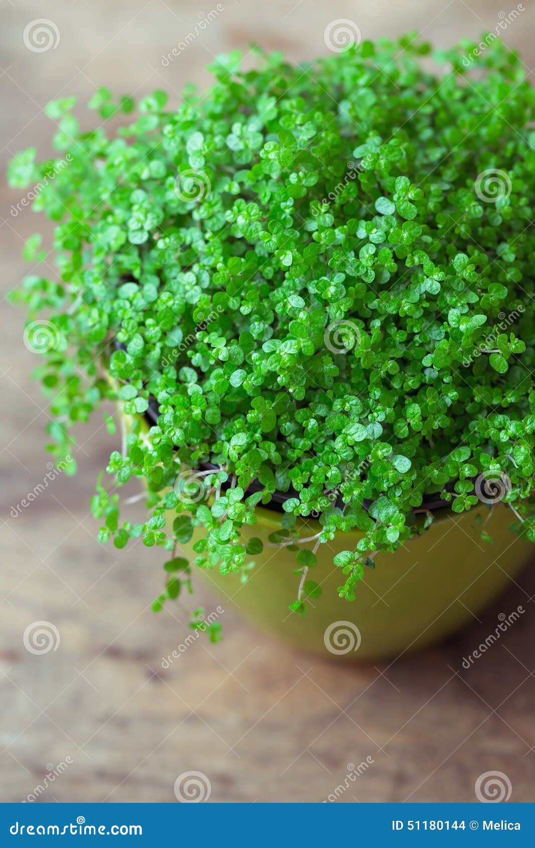 Usine De Larmes De Bebe Photo Stock Image Du Frais Nature