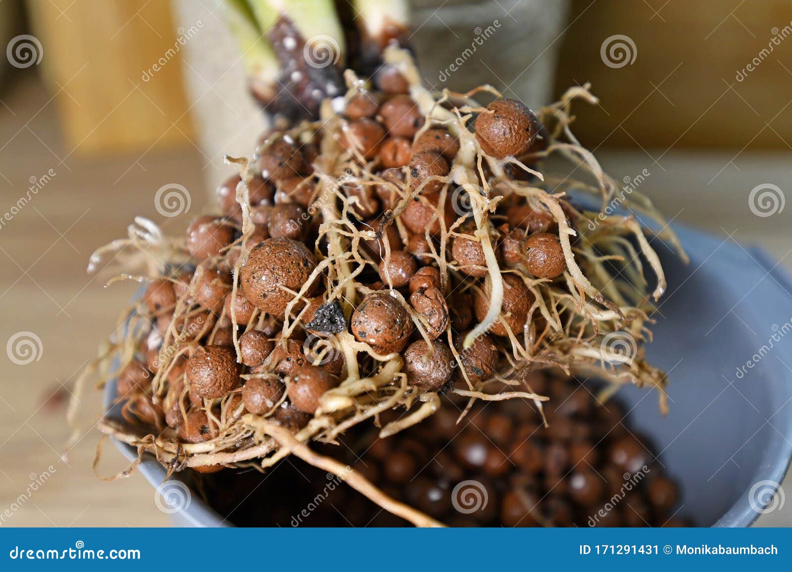 Usine De Chambre Avec Les Racines Bien Développées Dans Les Granules  Augmentés D'argile Dans La Culture Hydroponique Passive Image stock - Image  du fermer, sain: 152376091