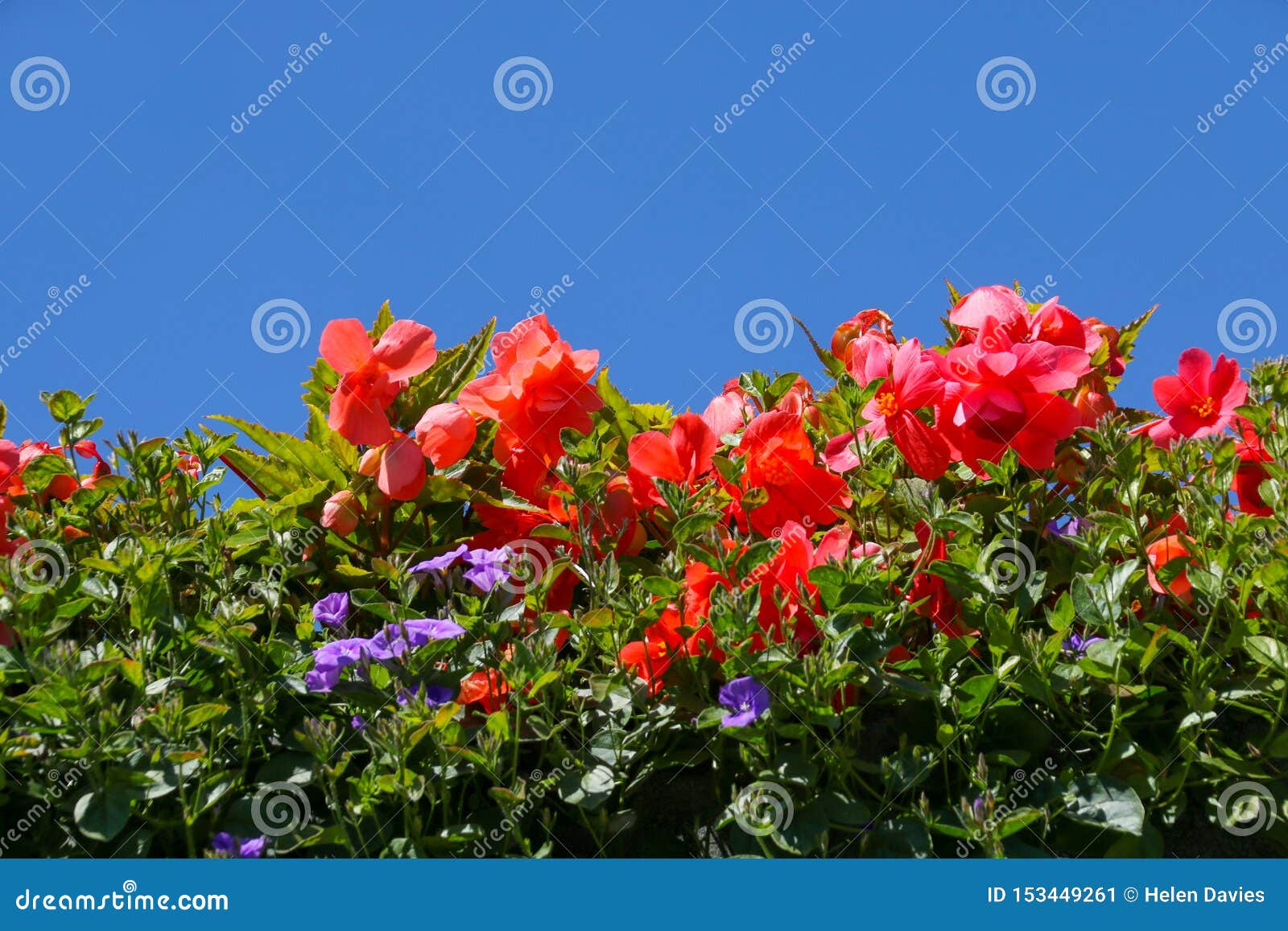 Usines de literie d'été contre un ciel bleu clair. Une rangée des usines de literie d'été, y compris le bégonia et le pétunia, en pleine fleur au soleil d'été contre un ciel bleu clair pour faire une bannière florale