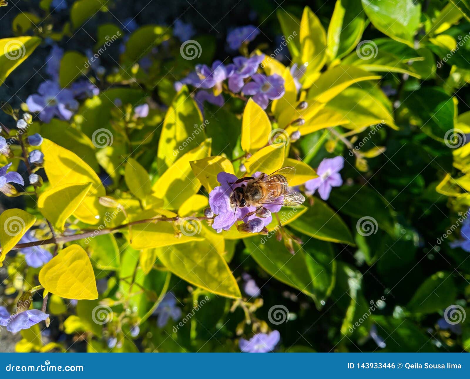 Usines jaunes pleines des fleurs lilas, et une abeille essayant d'obtenir le miel La nature est belle. Plein jaune d'usines jauni a rempli abeille jaunâtre lilas de fleurs que l'essai emportent pour obtenir la nature de miel