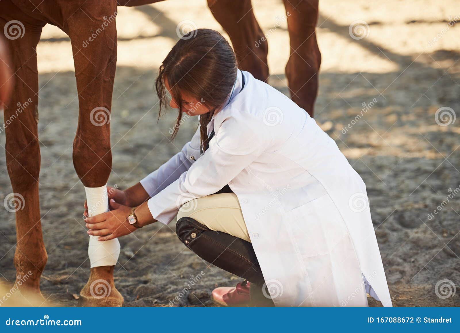 using bandage to heal the leg. female vet examining horse outdoors at the farm at daytime