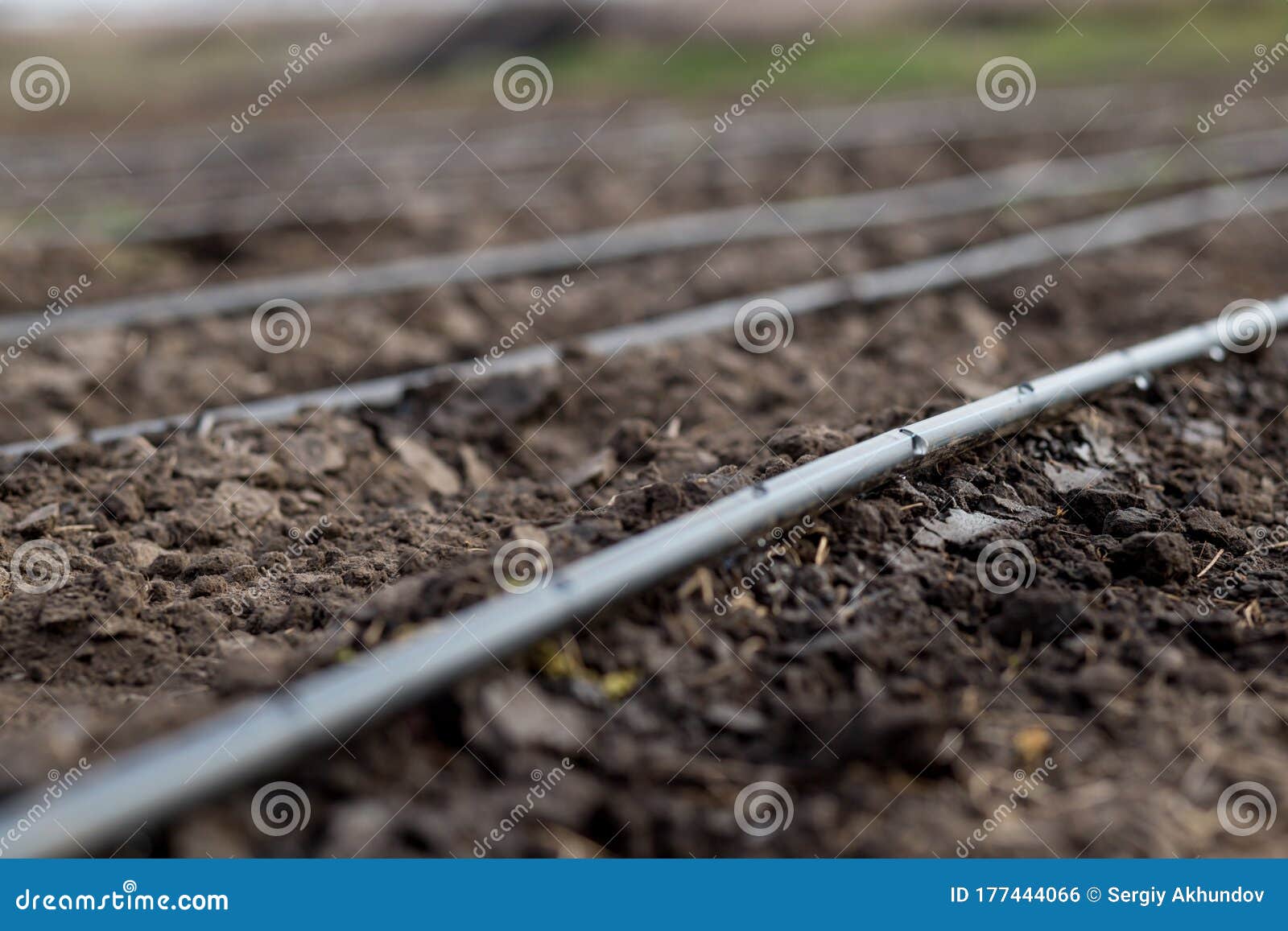 drip irrigation on a field. drip irrigation saves water