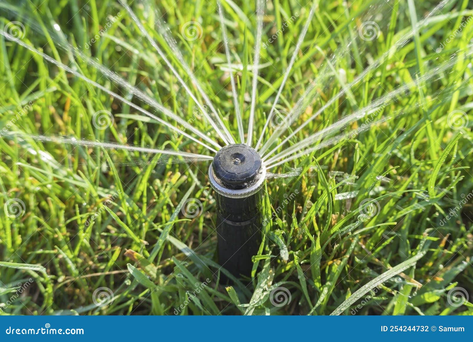 Using a Garden Sprinkler To Water Plants and Shrubs Stock Photo Image
