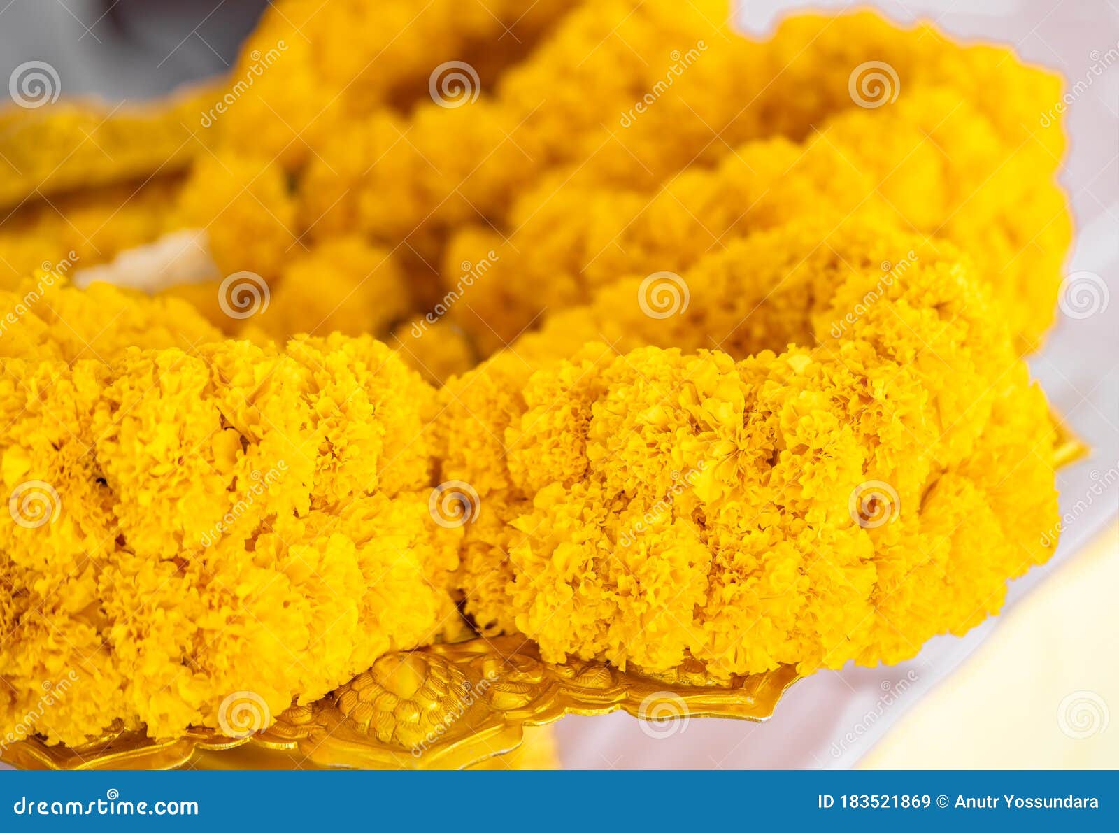 Uso De Guirnaldas De Flores Amarillas Para El Budismo Hinduismo Religión  Oración Espiritual Imagen de archivo - Imagen de rezo, buda: 183521869