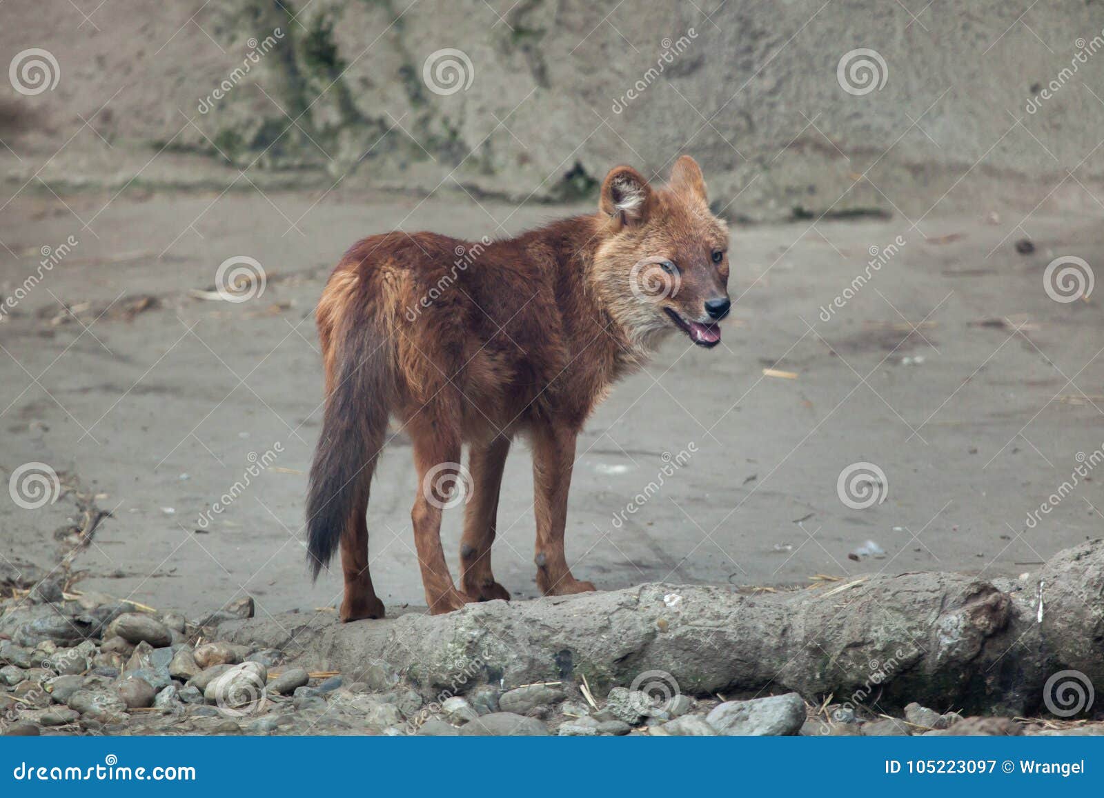 Ussuridhole Cuon Alpinus Alpinus Stockbild Bild von carnivores, hund