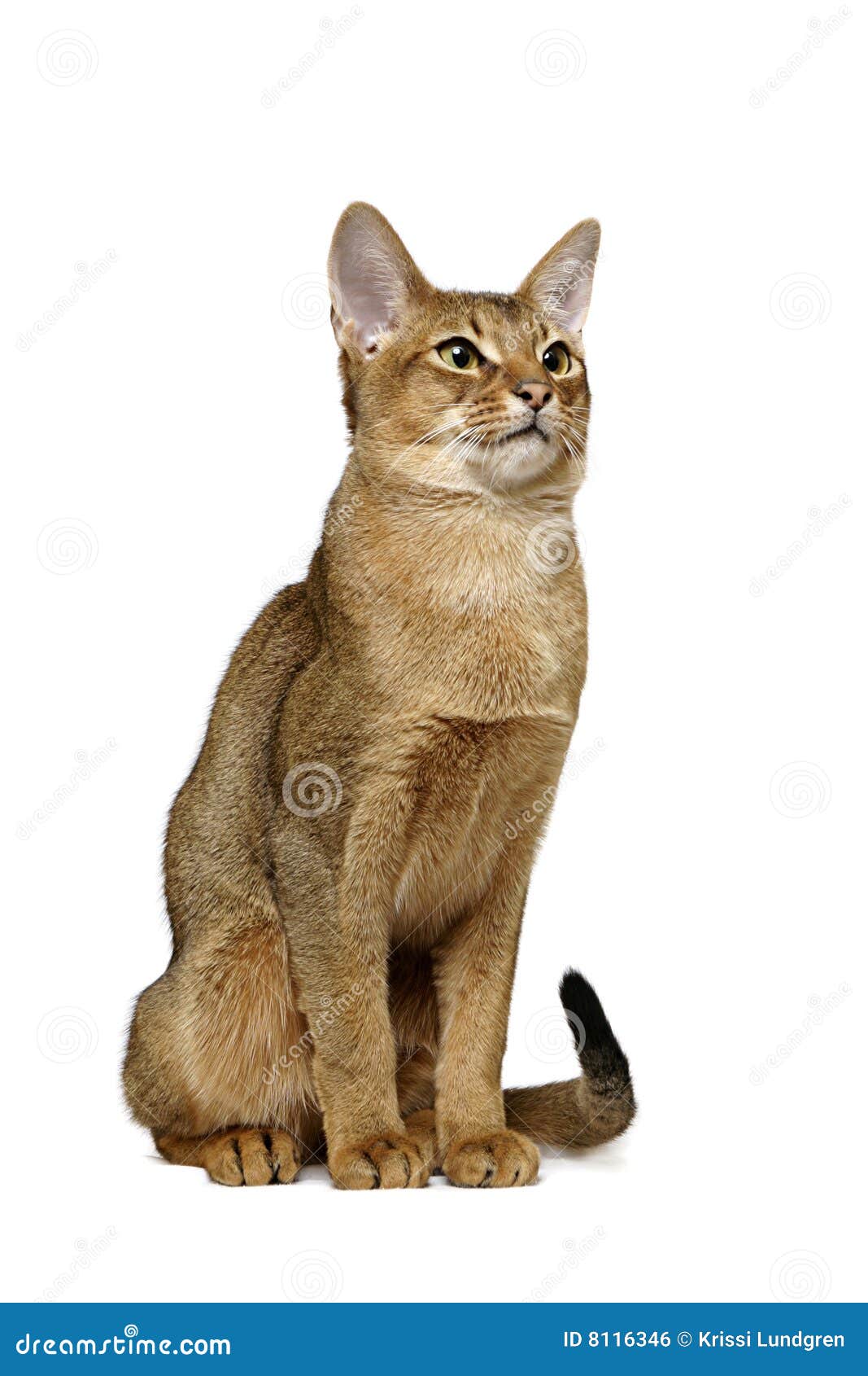 usual abyssinian portrait