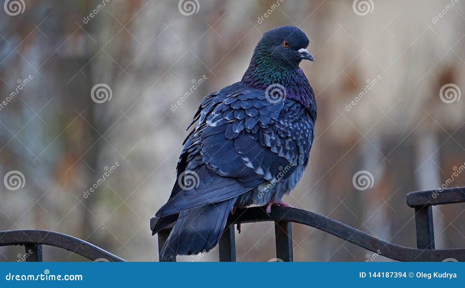 dove sitting on the fence, odessa morning
