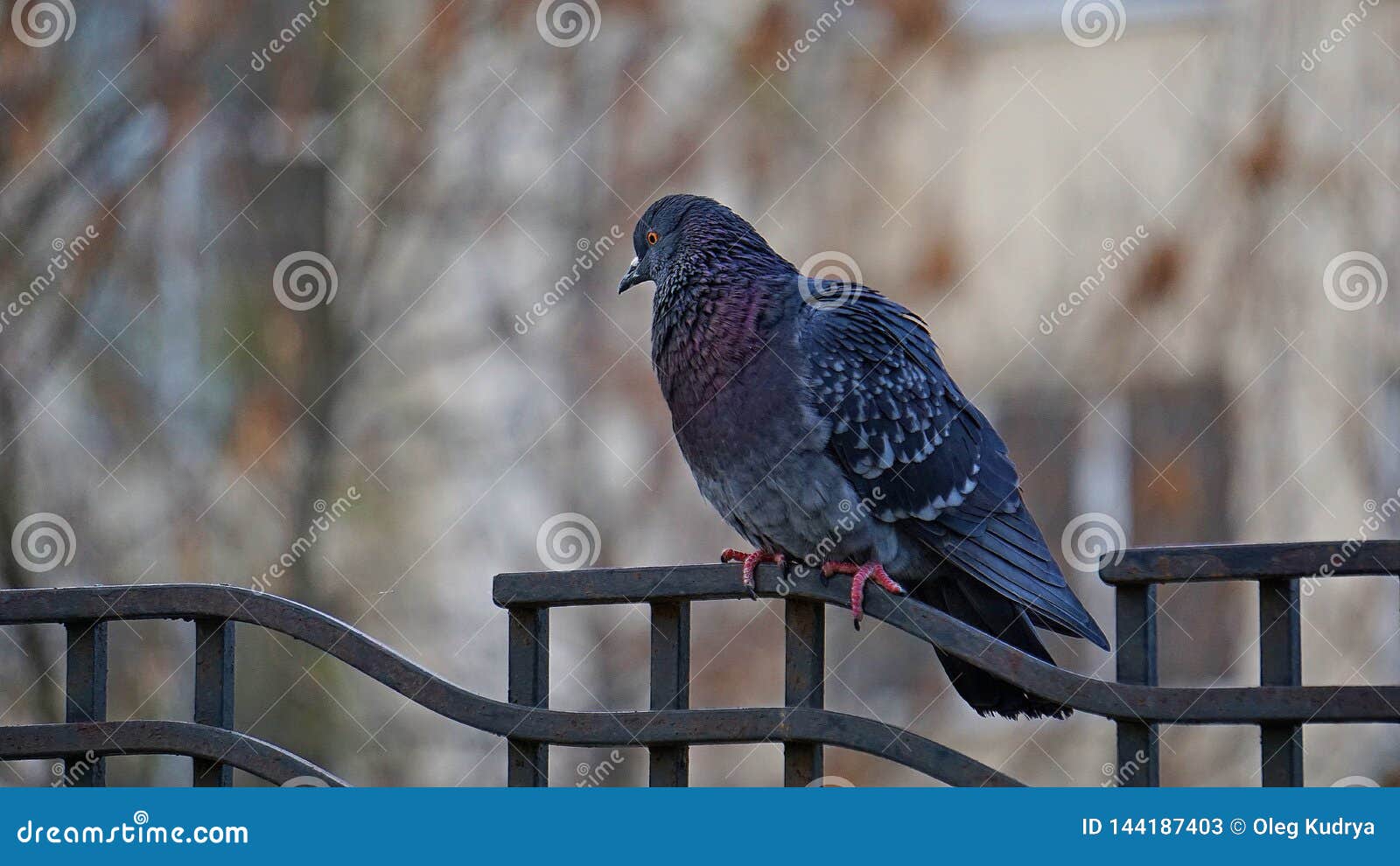 dove sitting on the fence, odessa morning