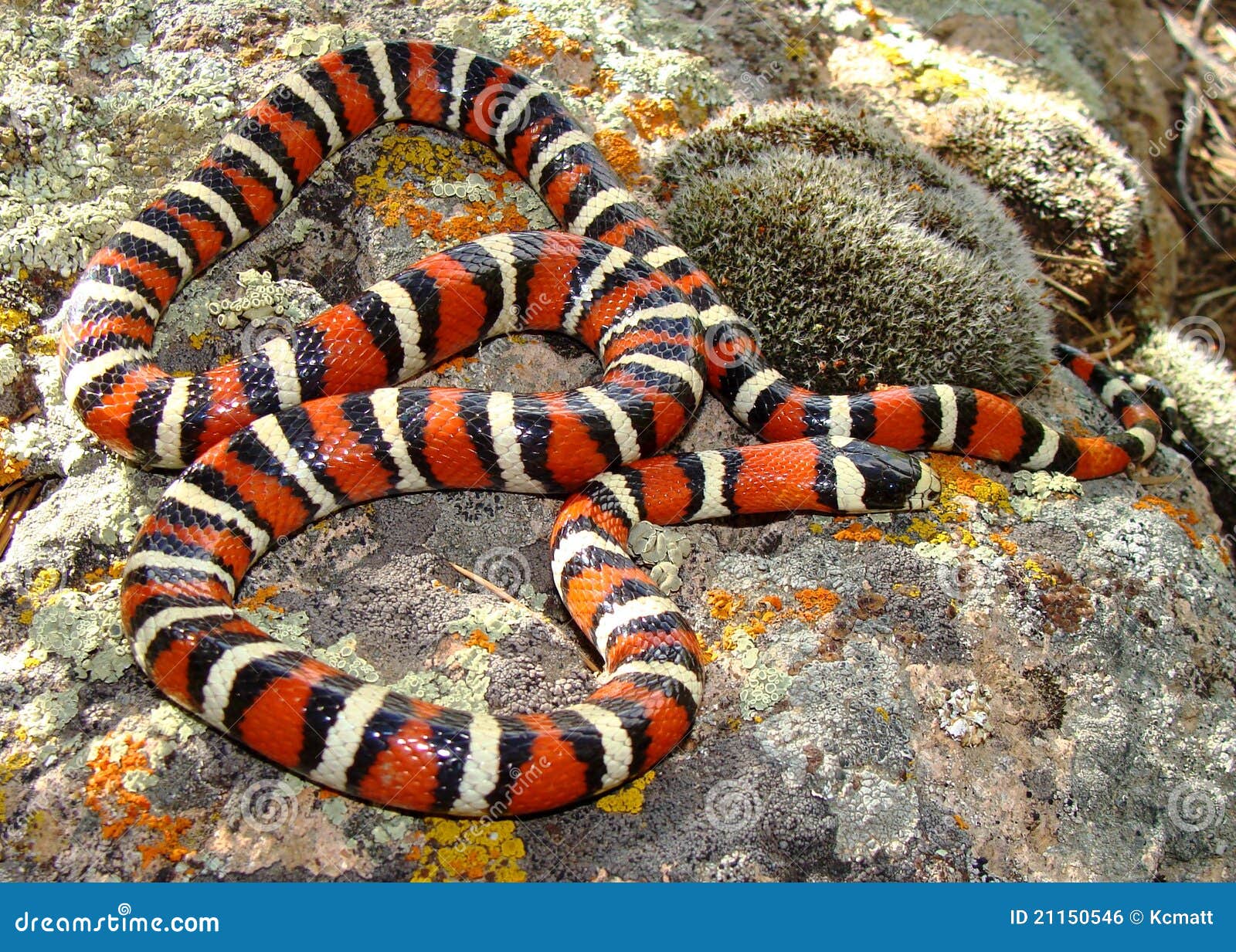 Utah Mountain Kingsnake (King Snake) Stock Photo Image of colorful