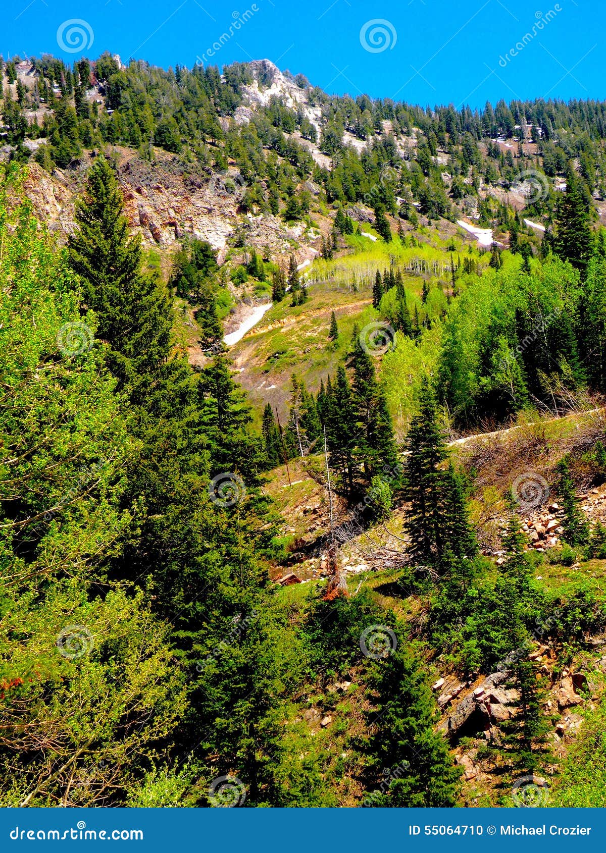 Utah Rocky Mountain Pine Forest In Early Spring Stock Photo Image Of