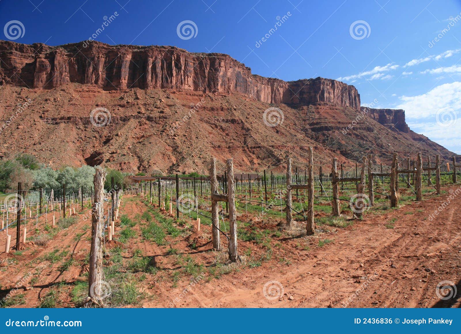 Utah Vineyard stock photo. Image of mountains, plants 2436836