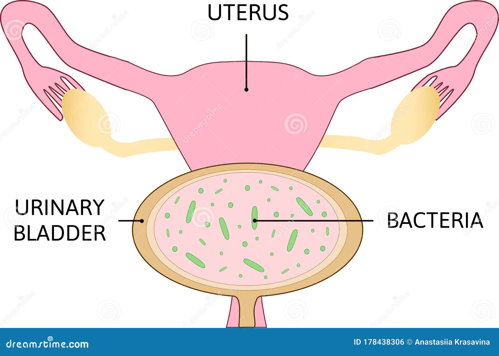 Anatomy Of Female Urinary Bladder Stock Illustration | CartoonDealer