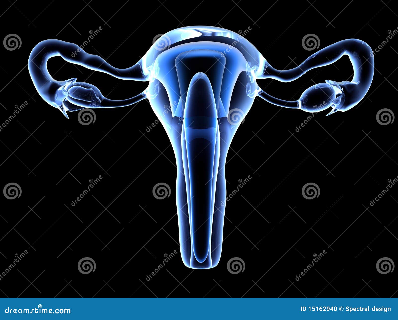 Uterus stock illustration. Illustration of reproductive 15162940