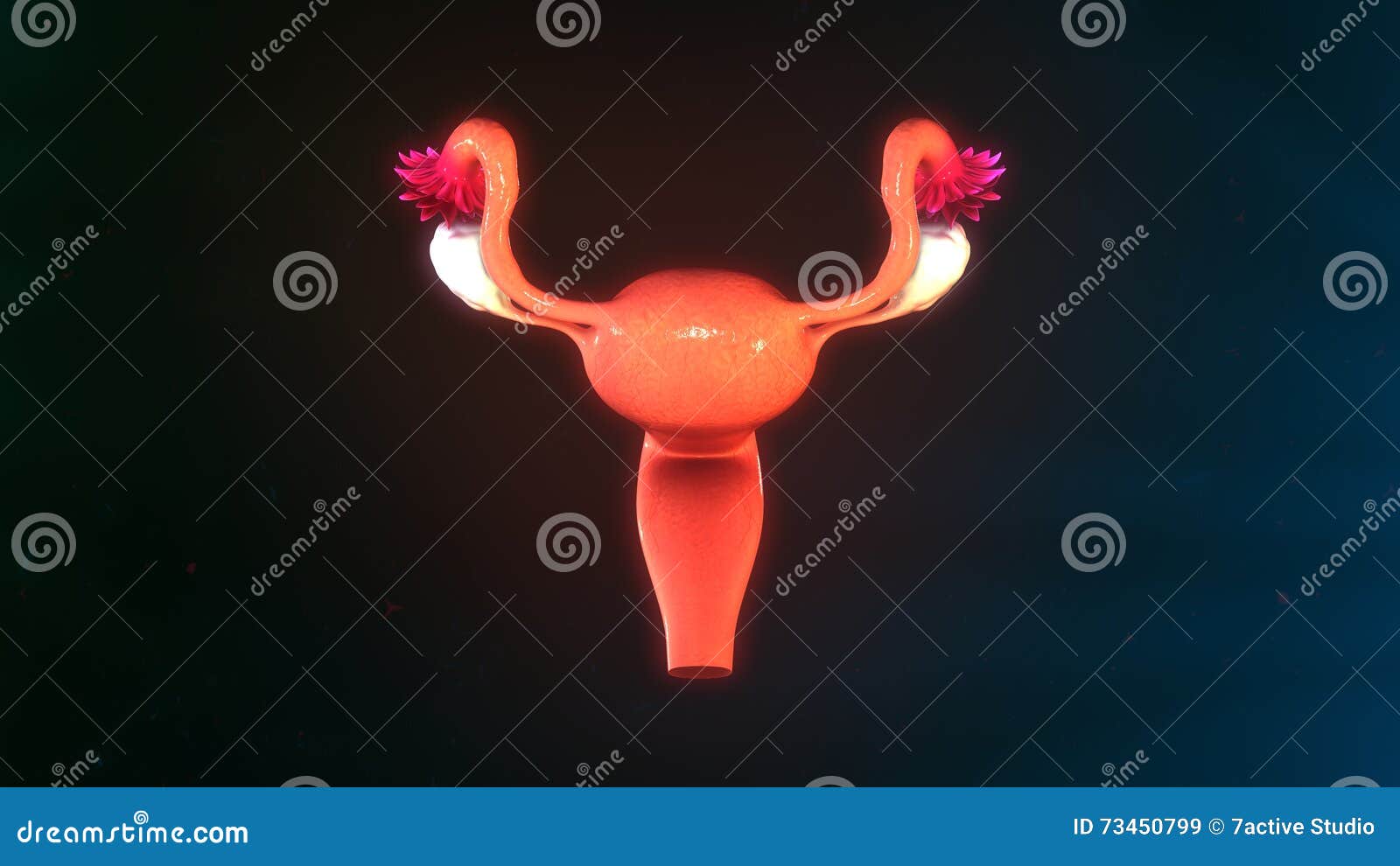 uterus front view