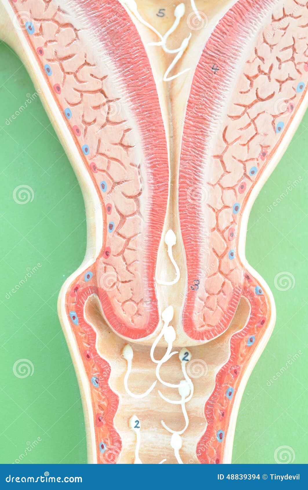Uterus Of Human Stock Photo - Image: 48839394