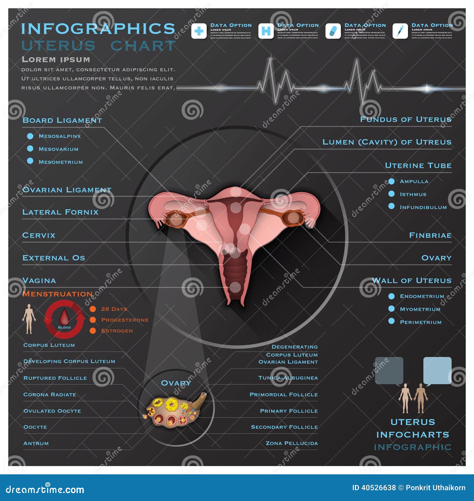 Uterus Ovary Anatomy