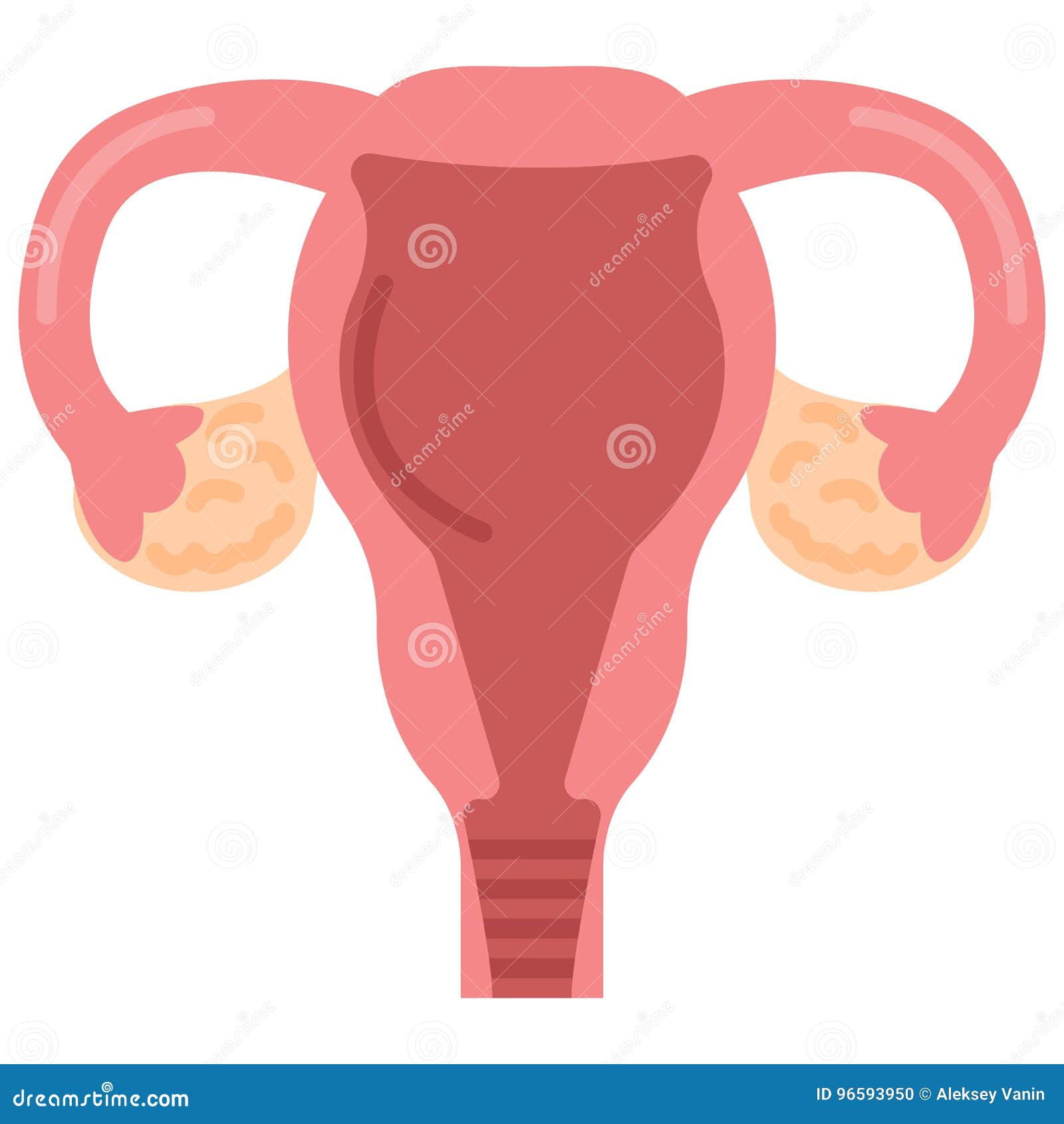 Uterus Womb with Ovary, Cervix, Fallopian Tubes Icon, Vector ...