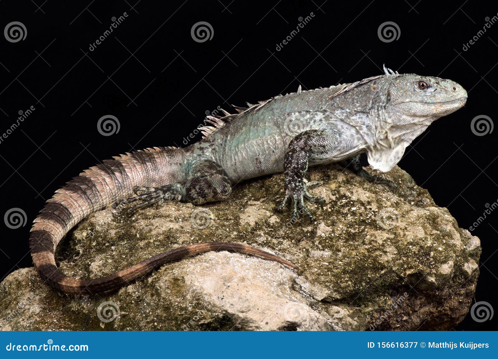 Utila Iguana Ctenosaura Bakeri Stock Image Image of iucn, species