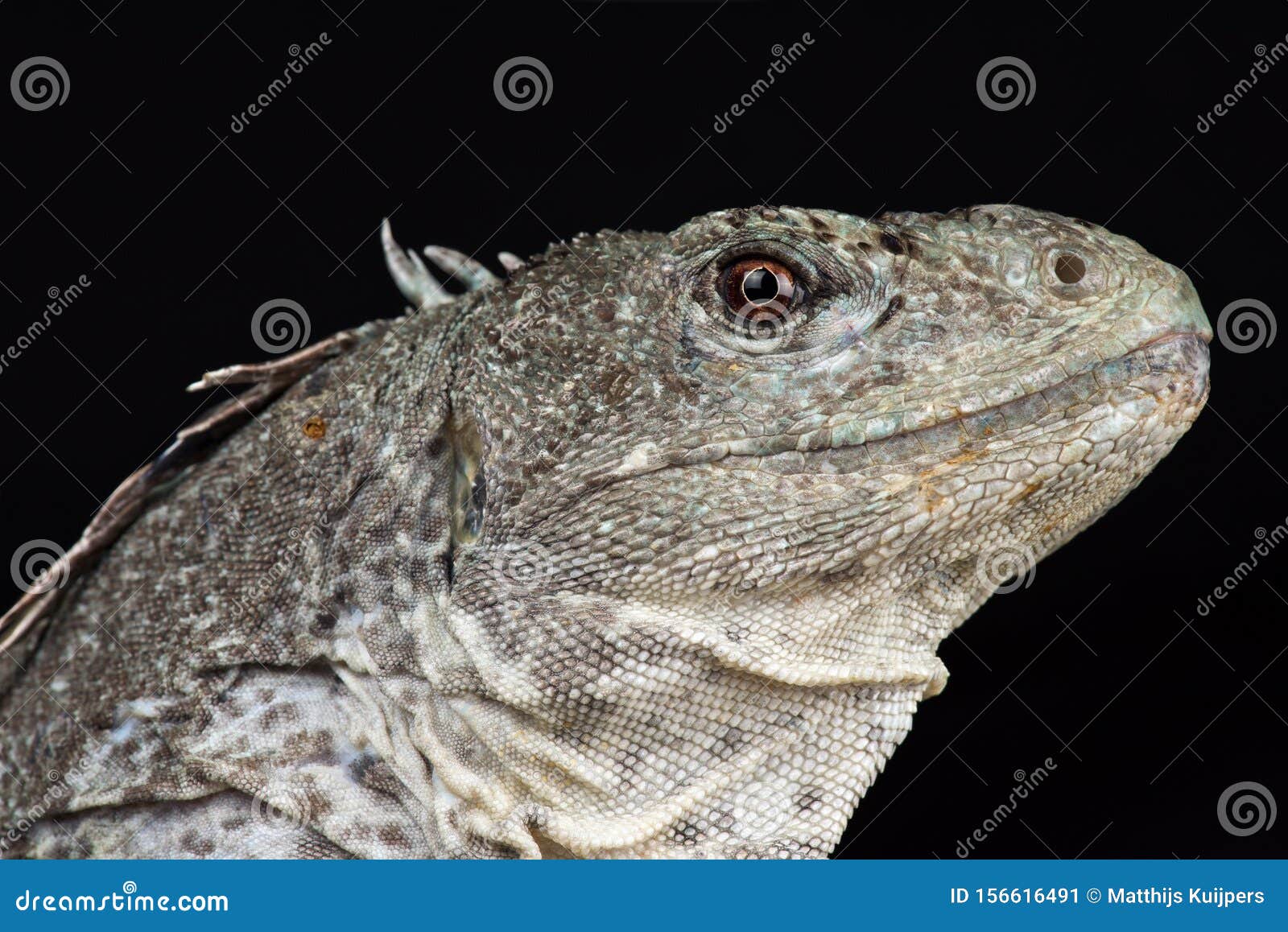 Utila Iguana Ctenosaura Bakeri Stock Image Image of lizard