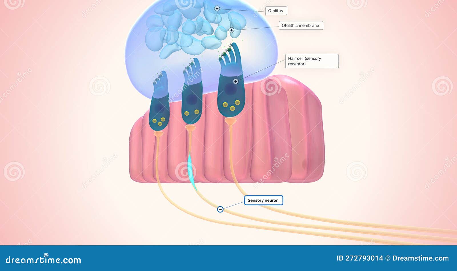 The Utricle and Saccule Each Have a Small, Thickened Region Called a ...