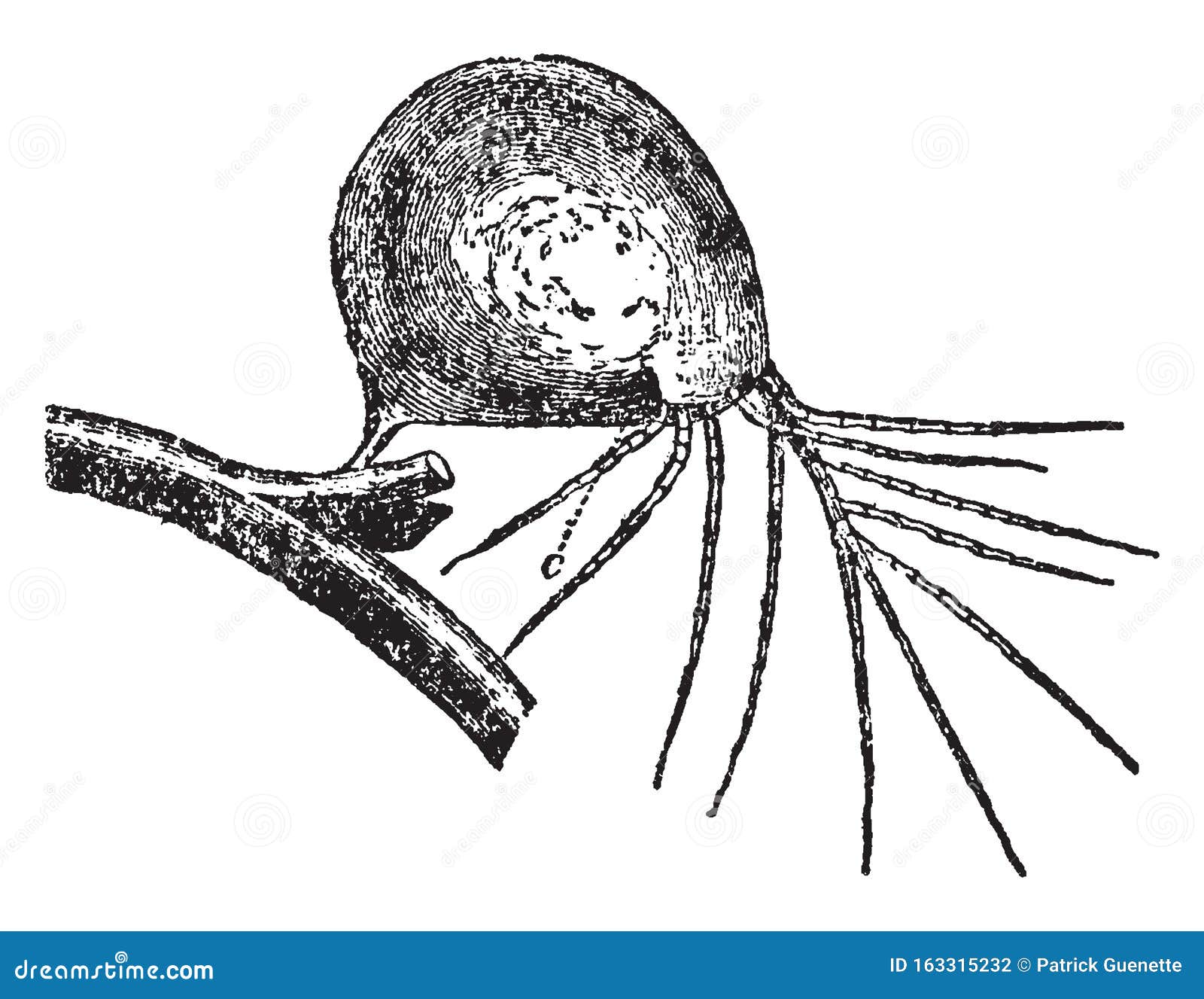 Insectivorous plants . Carnivorous plants; Plants. Chap. XVII.] STRUCTUEE  OP THE BLADDER. 321 inhabit, as more than one observer has remarked to me,  remarkably foul ditches. The bladders offer the chief