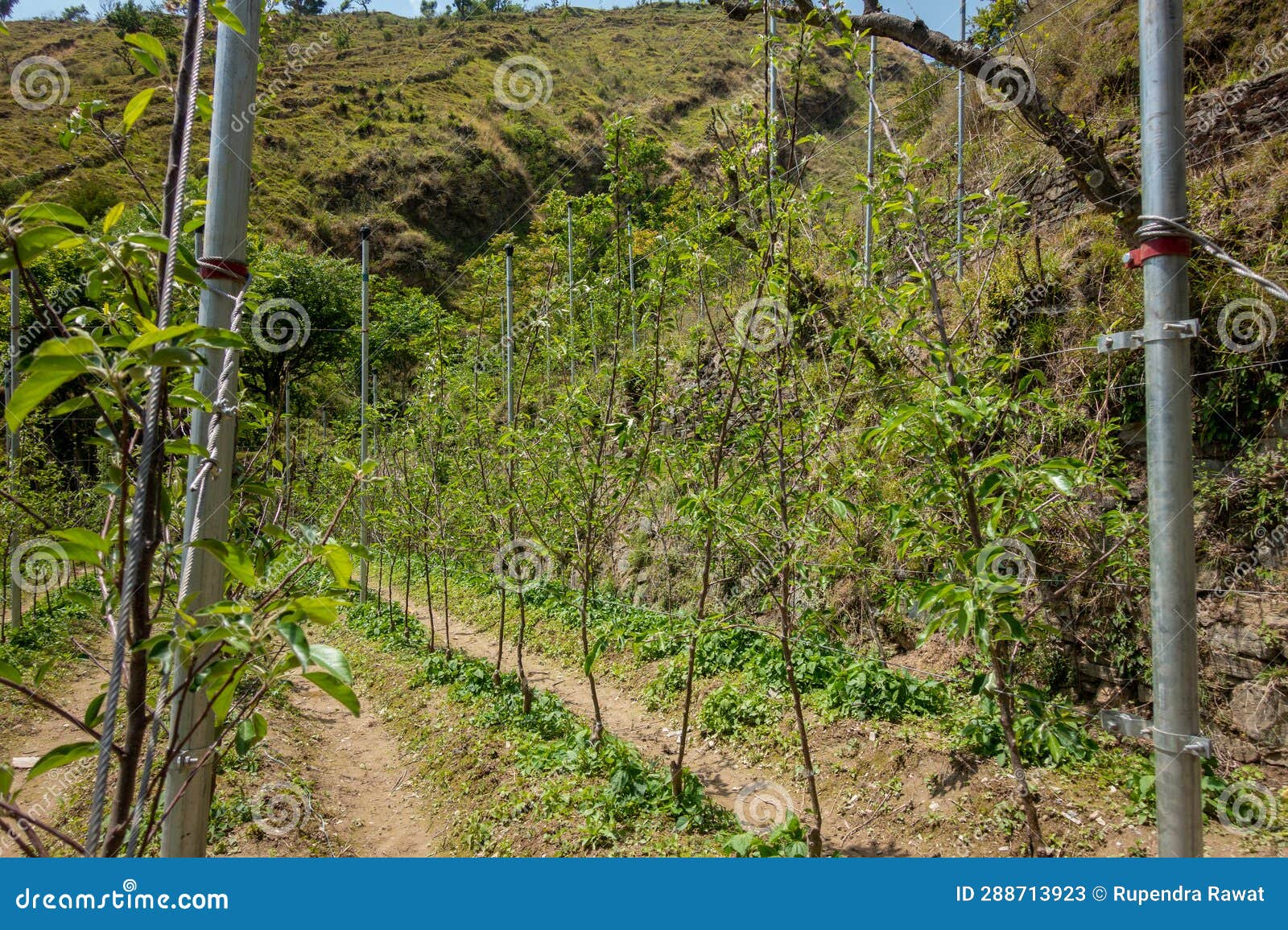 Uttarakhand S Hillside Apple Orchards in Tehri Garhwal, Featuring