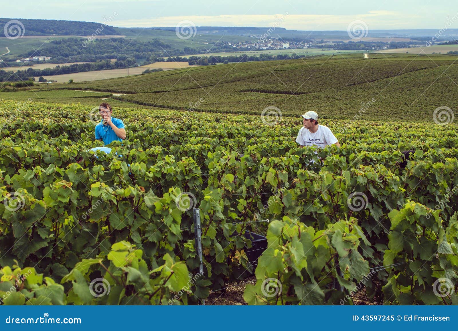 Uva Na Região De Champagne, França Imagem Editorial Imagem de uvas