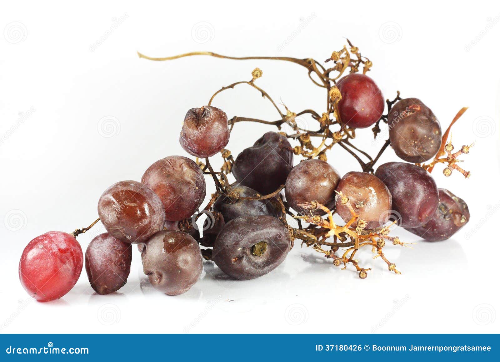 Uva putrefacta foto de archivo. Imagen de microbios, travieso 37180426