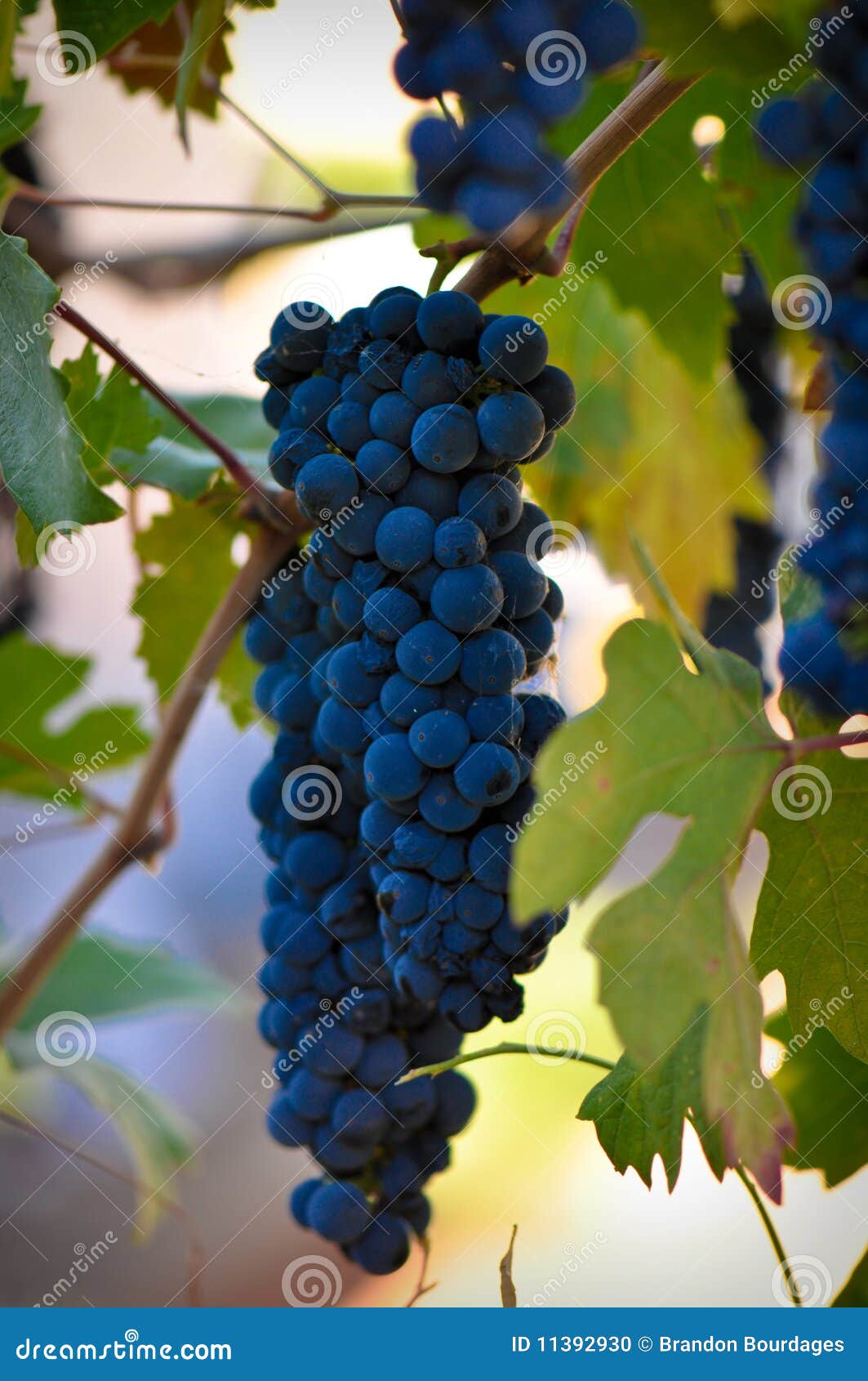 Uva rossa saporita che pende dalla vite pronta ad essere trasformato il Merlot Cabernet del vino rosso