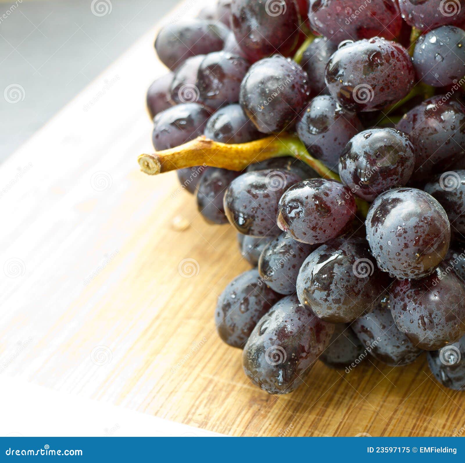 Um grupo de uvas maduras, pretas suculentas com haste.
