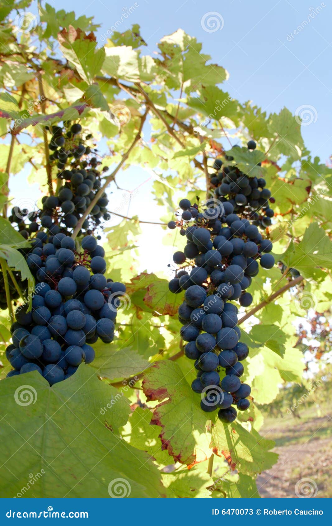 Uvas de vino. Vista cercana de las uvas rojas (variedades) de la uva de Nebbiolo, colinas de Piedmont, Italia del norte.