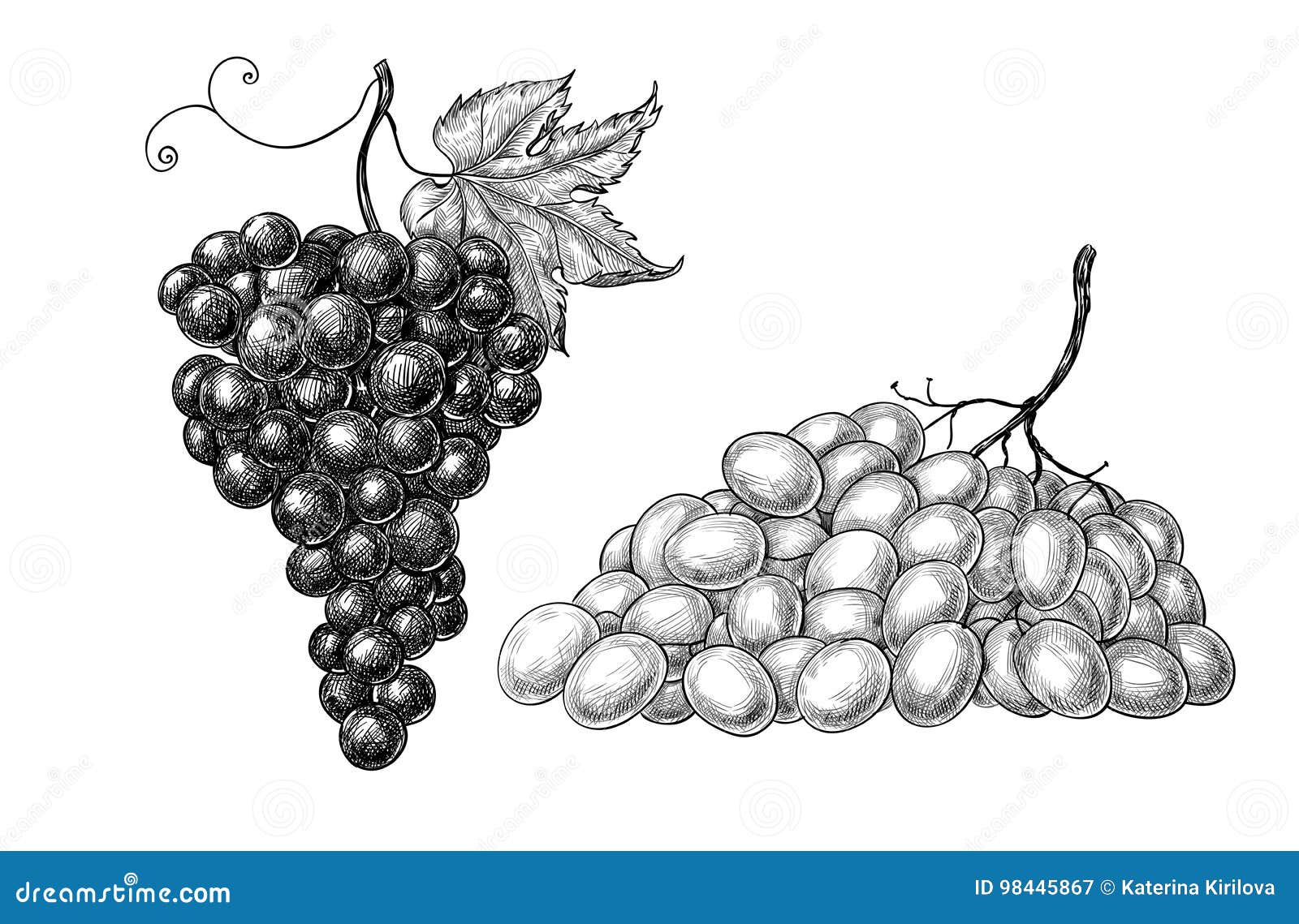 Uvas dibujadas mano ilustración del vector. Ilustración de vector