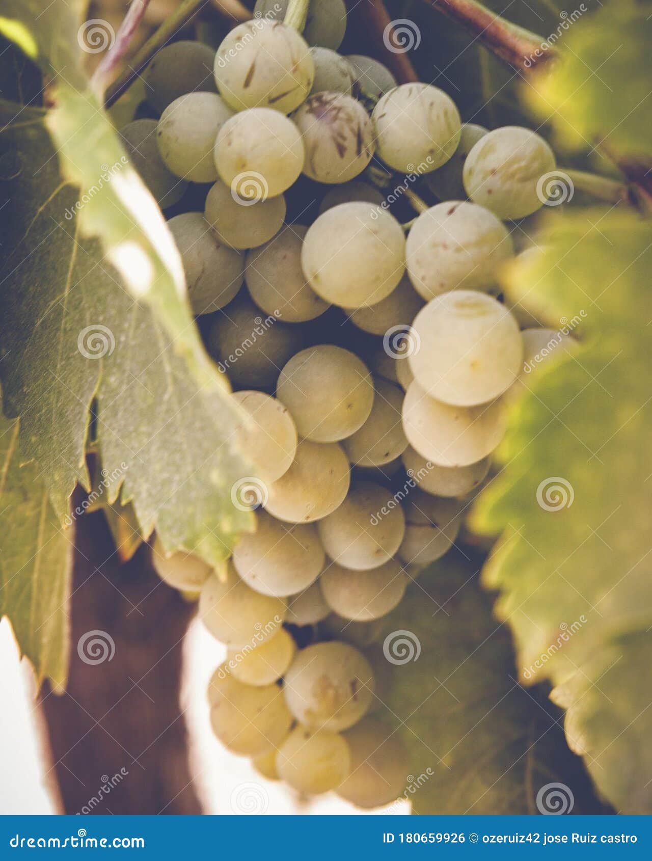 bunch of grapes on the vine