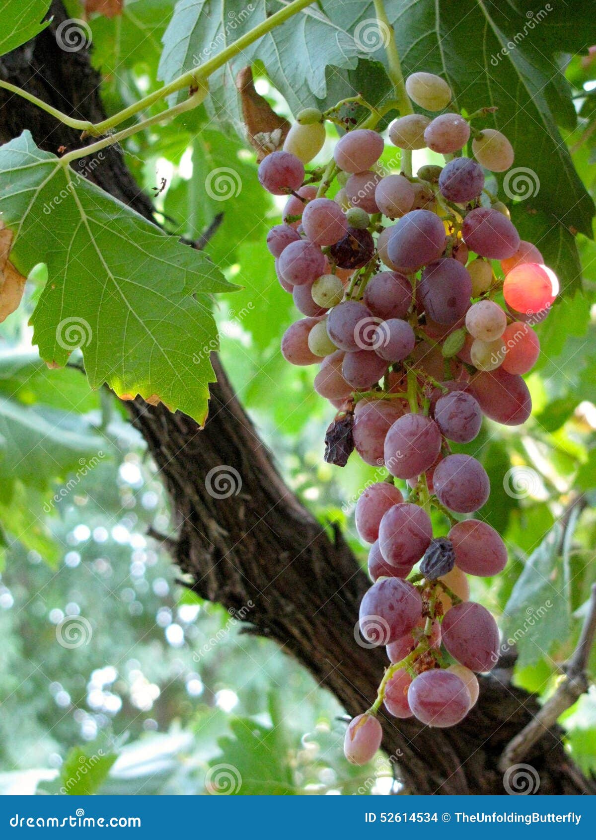 Um grupo de uvas na videira, em um vinyard de Califórnia