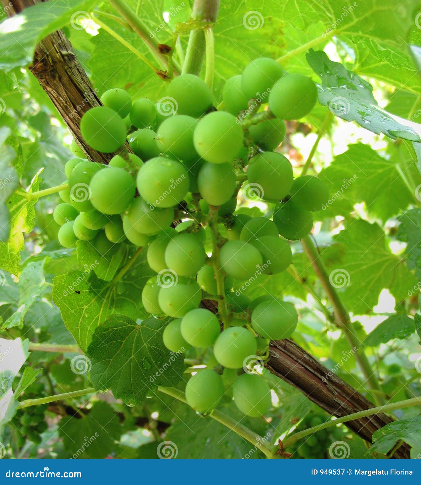 Uvas verdes imagen de archivo. Imagen de inmaduro, follaje 949537