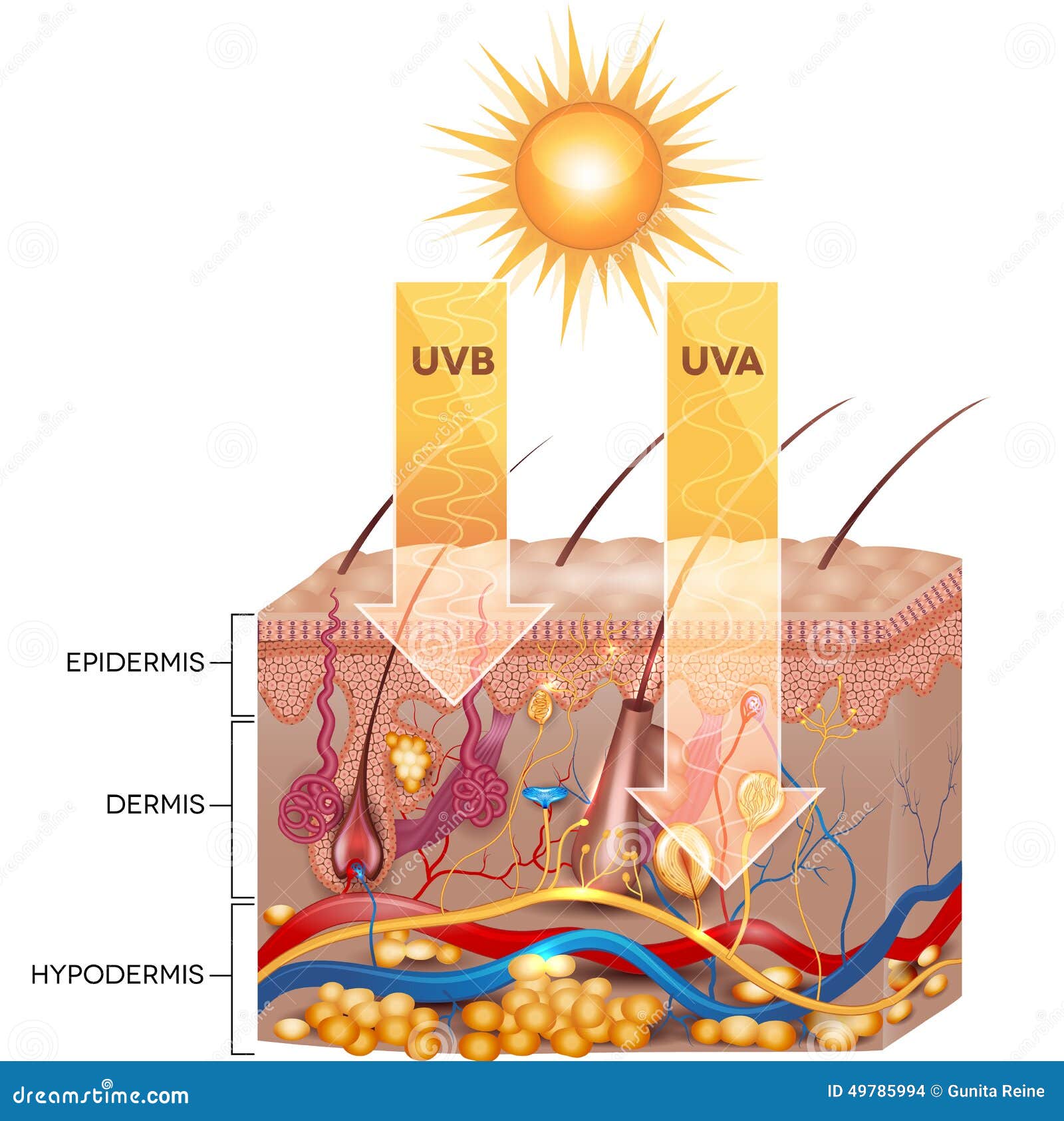 uvb and uva radiation