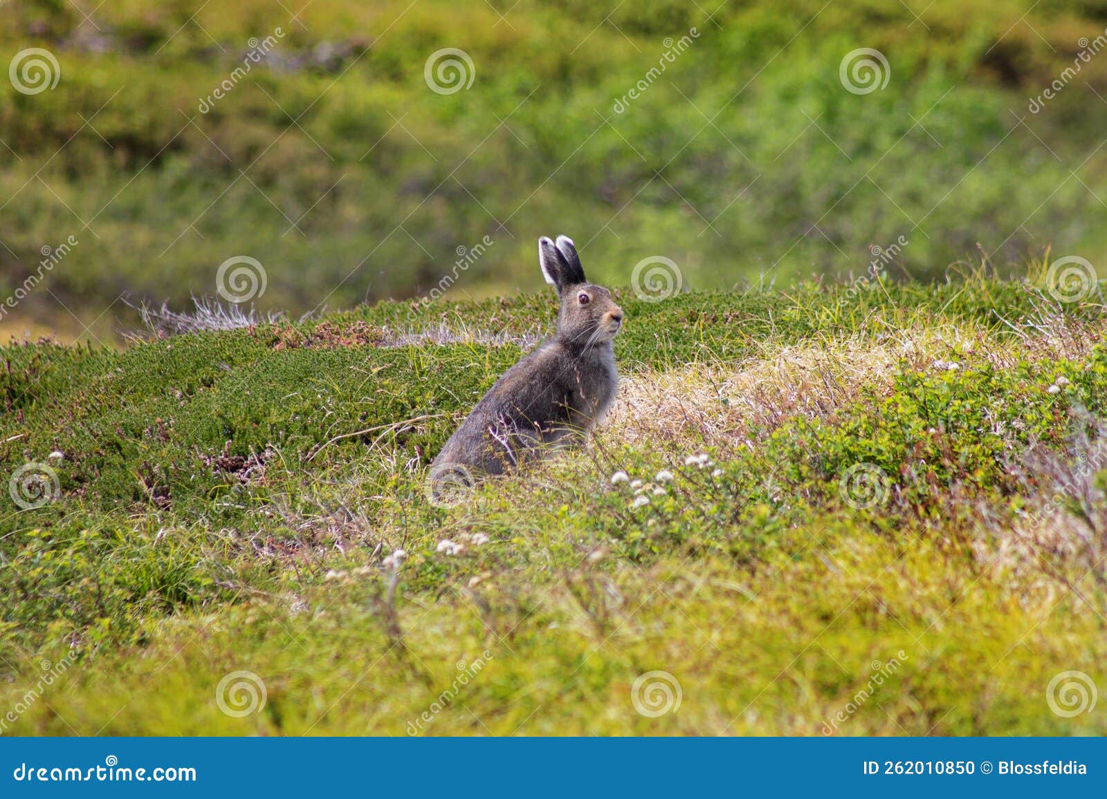 hare in uzon volcano caldera on the kamchatka peninsula. russia