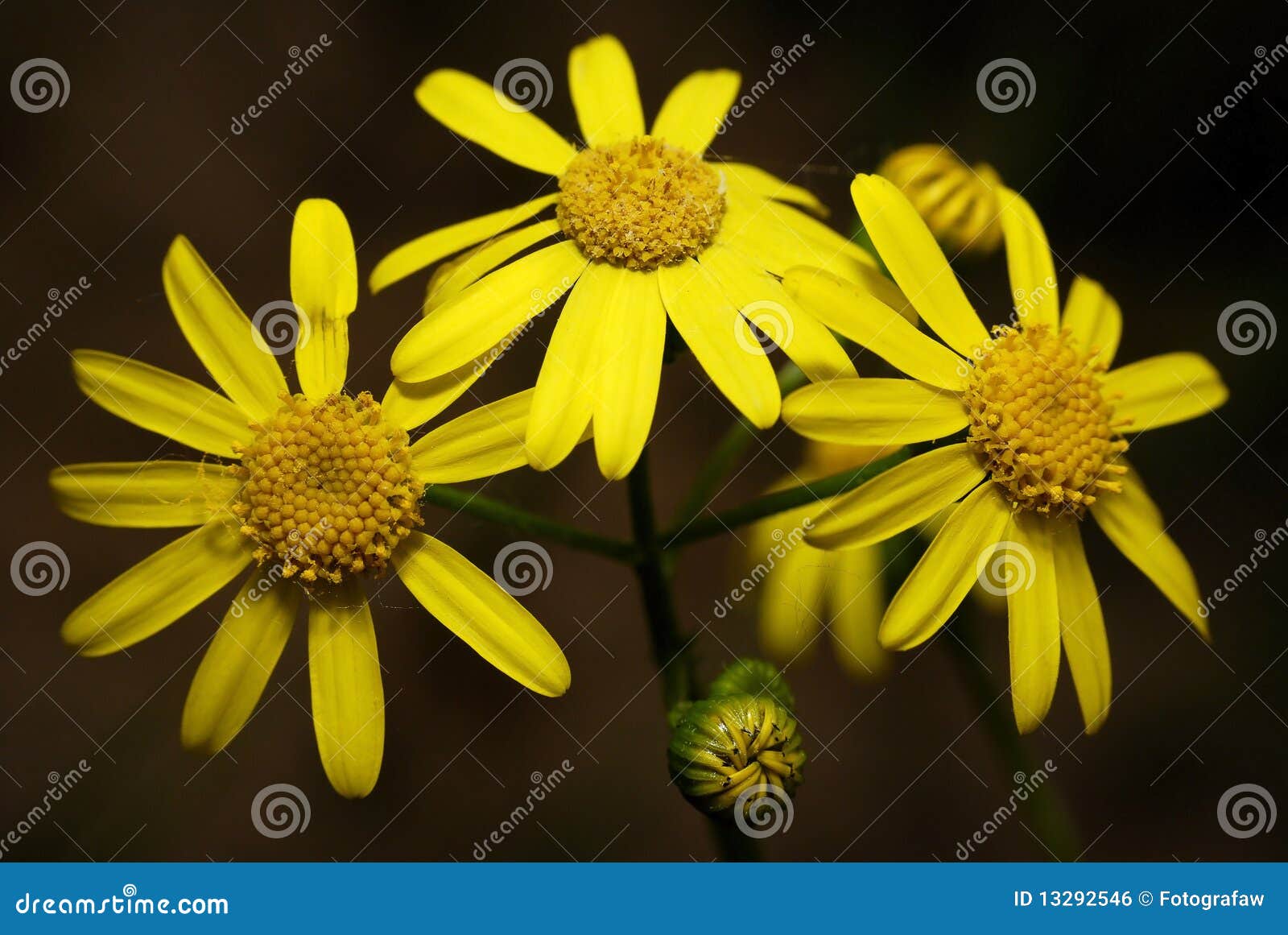 Véritables Fleurs Jaunes Sous Forme De Soleil Photo Stock
