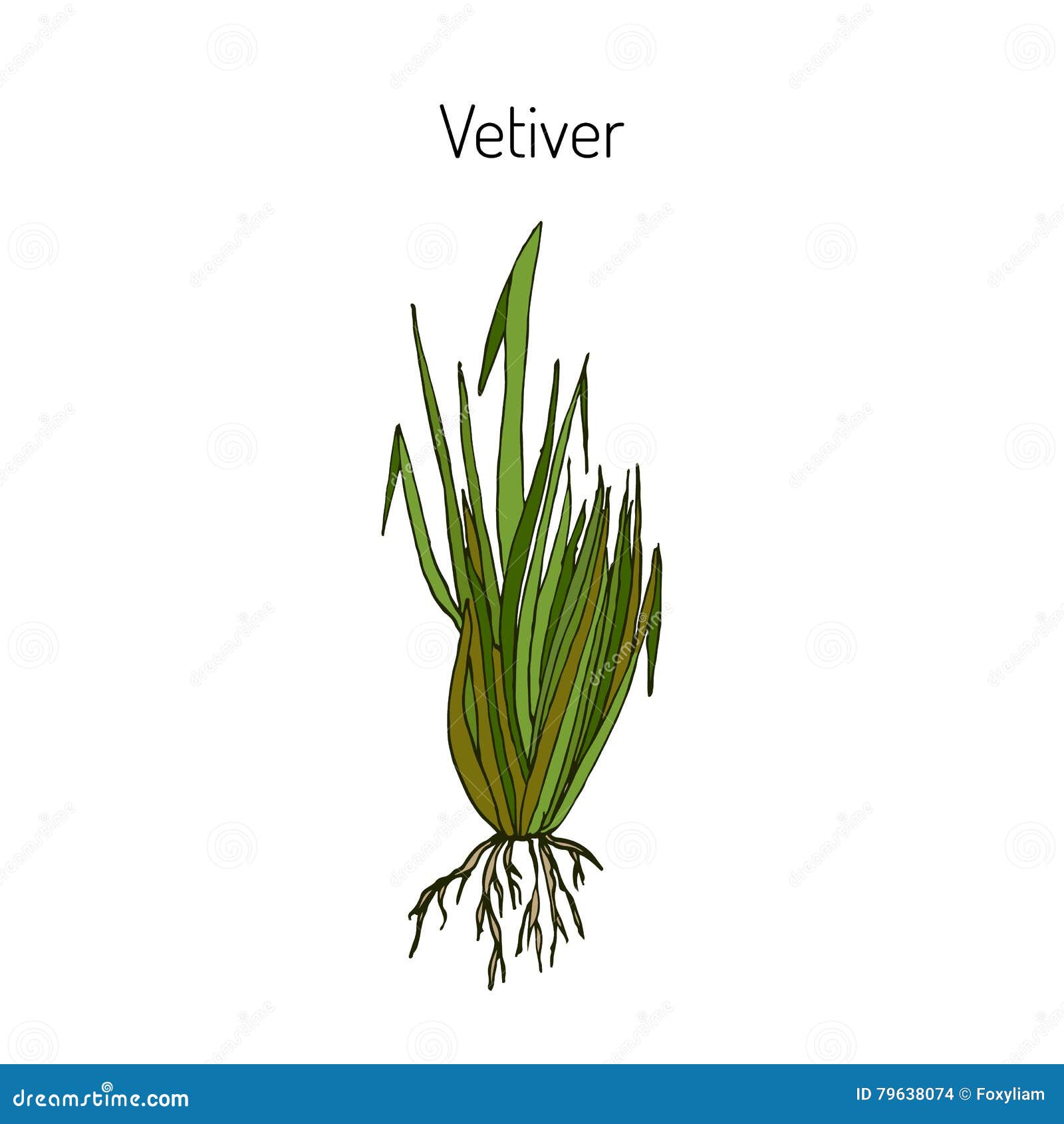 Vétiver illustration de vecteur. Illustration du sain - 79638074