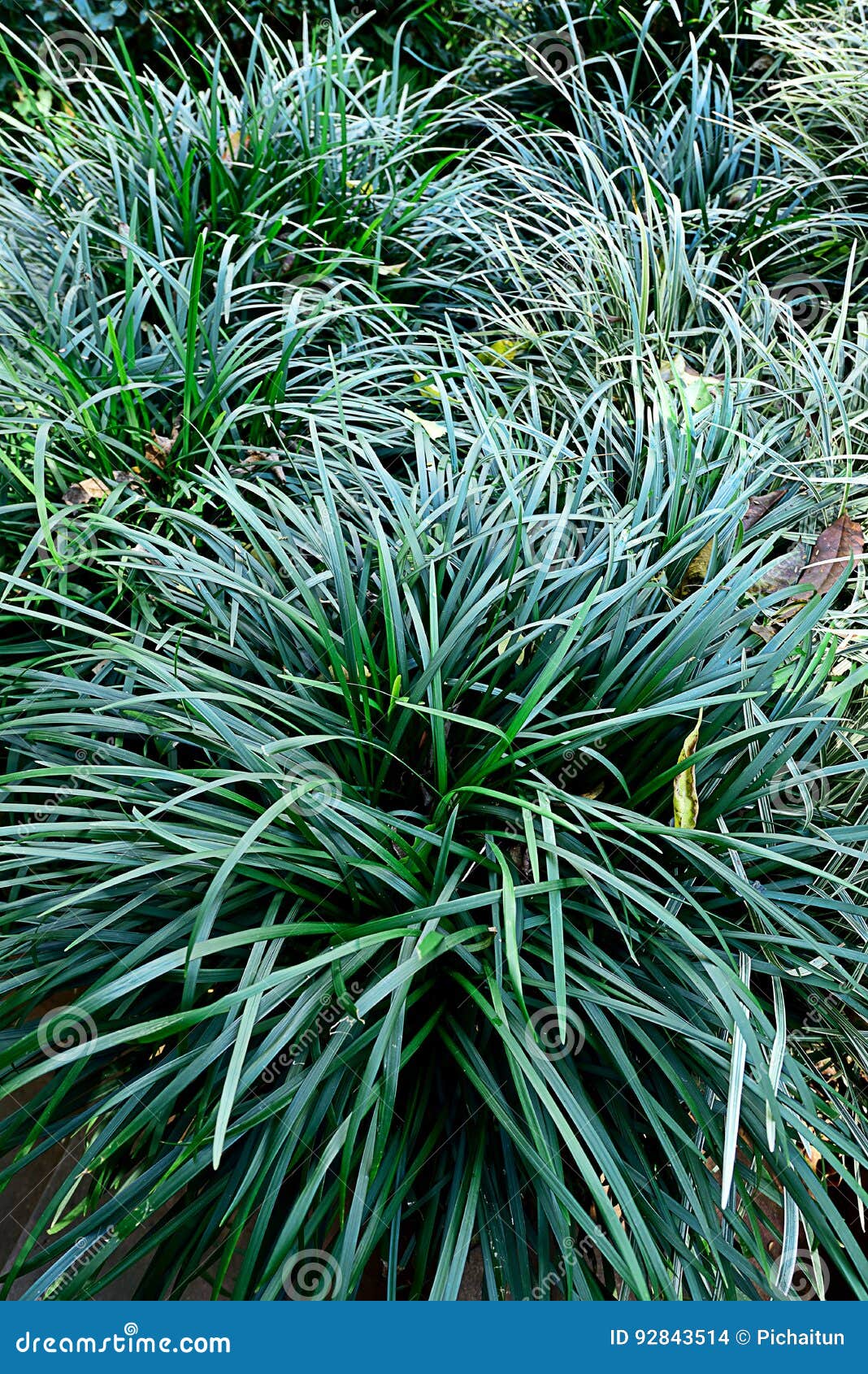 Herbe vétiver images libres de droit, photos de Herbe vétiver