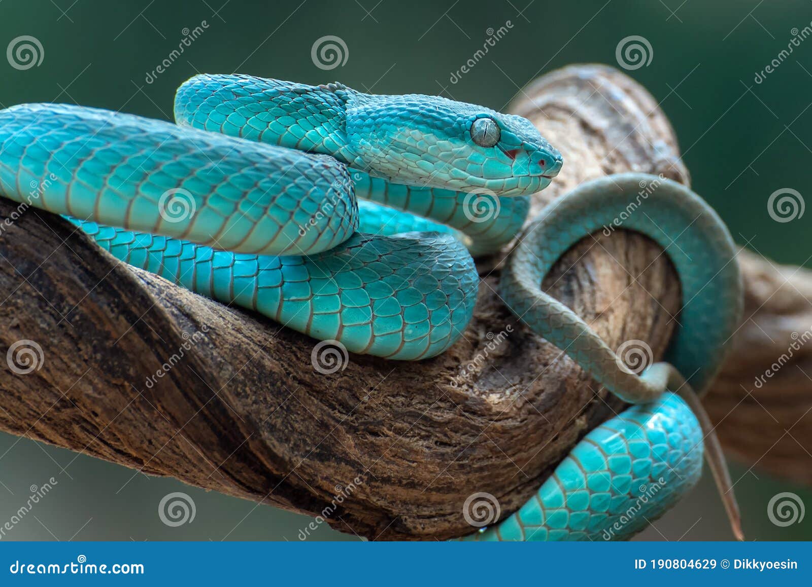 Cobra víbora azul no galho, cobra víbora pronta para atacar, insularis azul