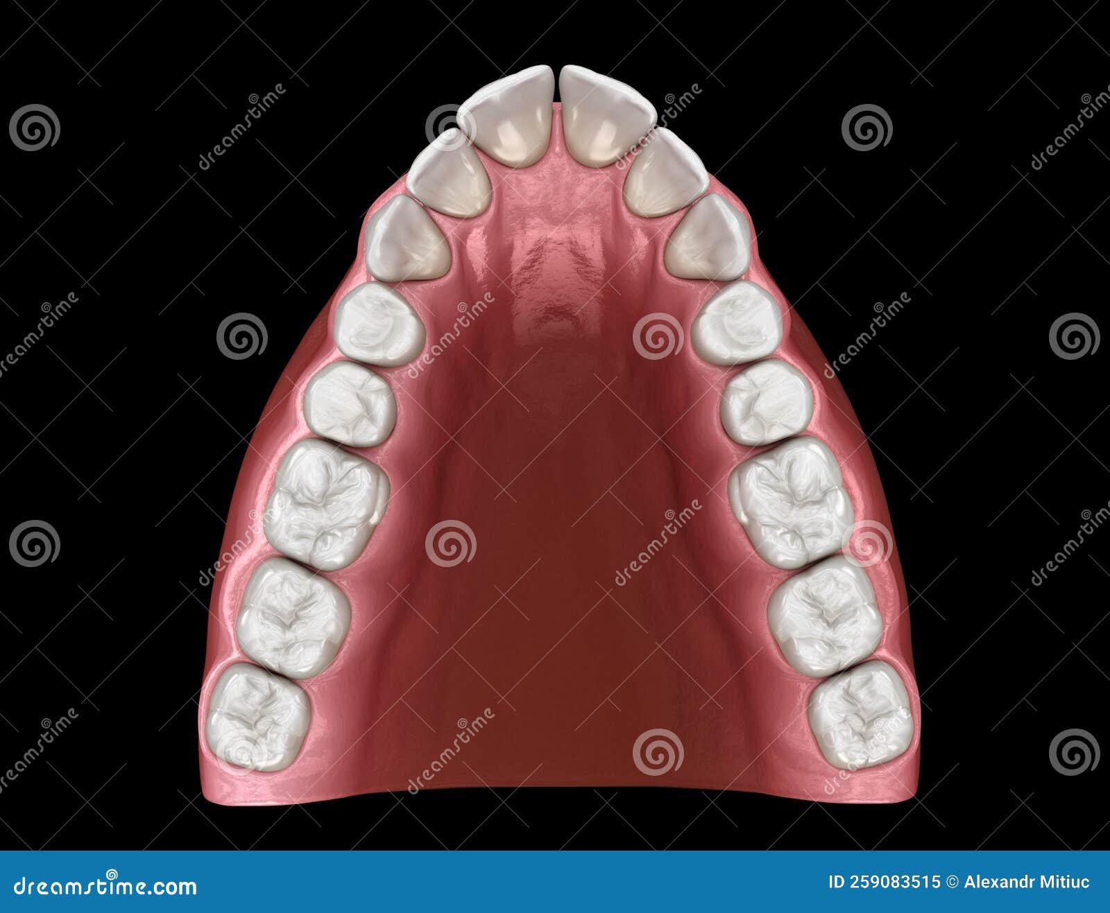 v- tapered arch form of maxilla. medically accurate tooth 3d 