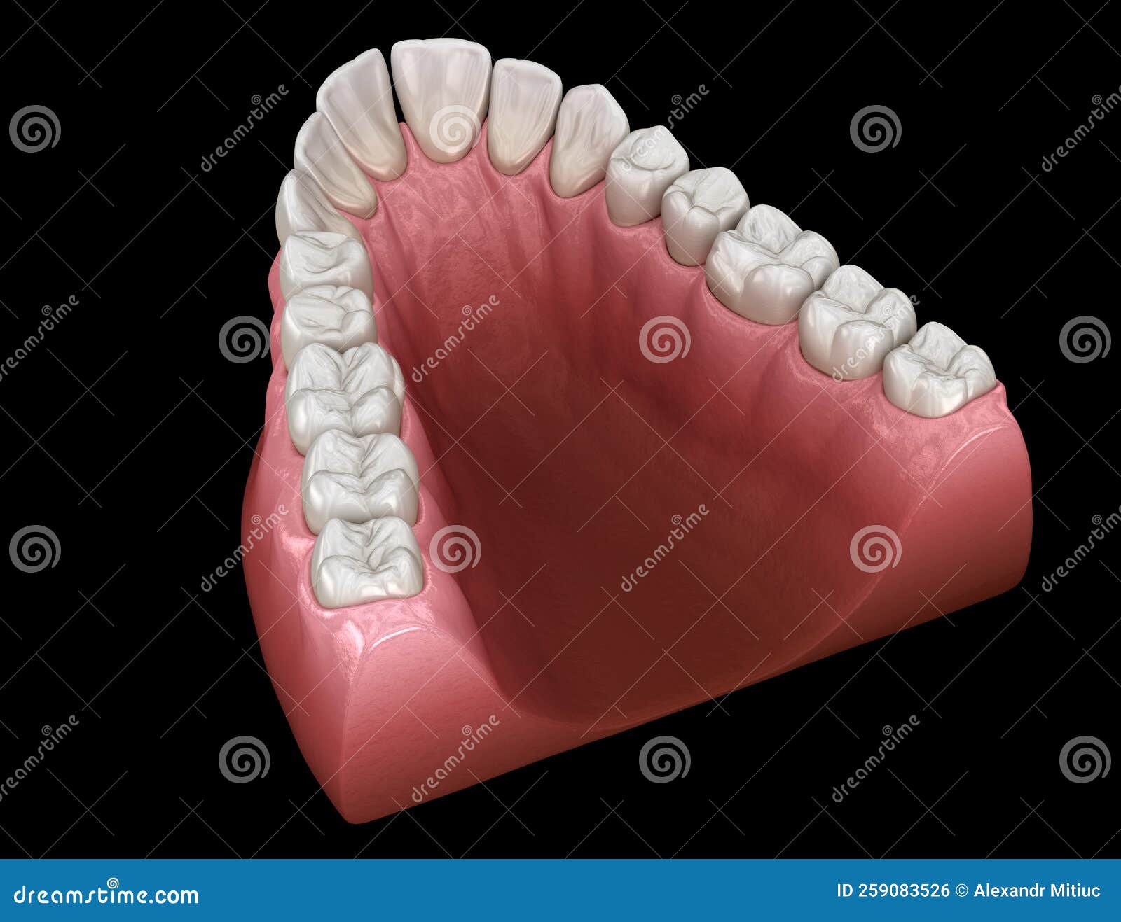 v- tapered arch form of maxilla. medically accurate tooth 3d 
