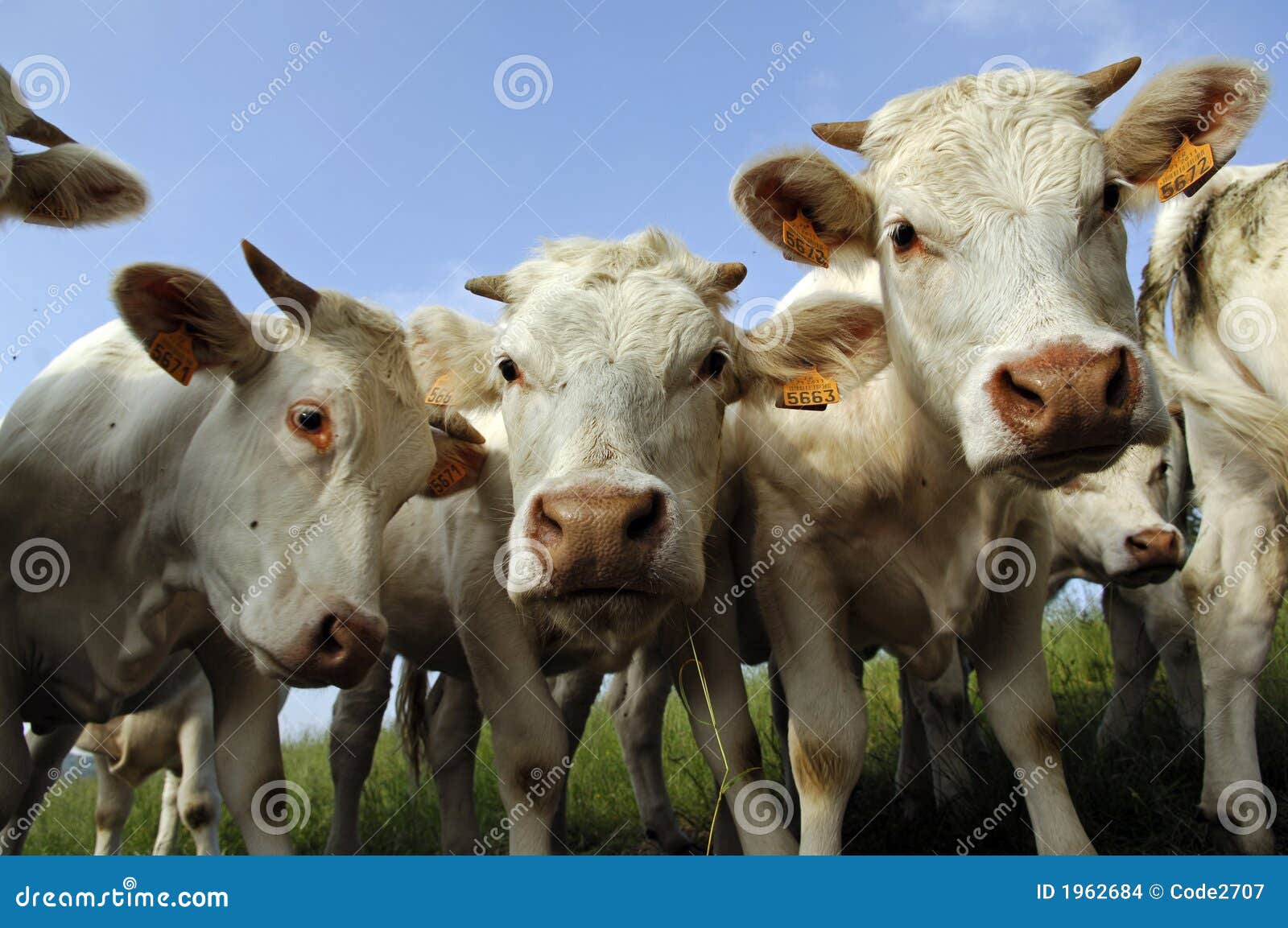 Vaca en campaing francés